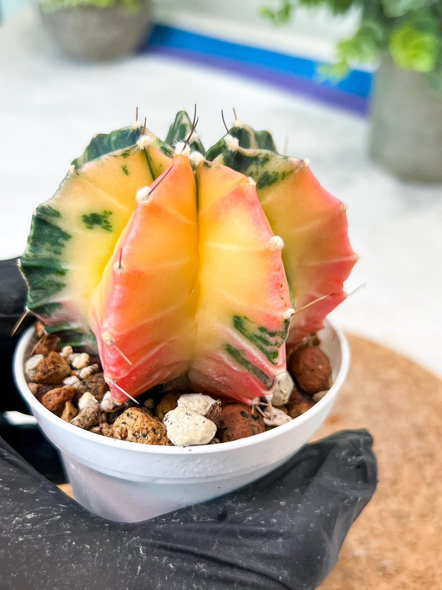 Gymnocalycium Mihanovichii (g2) (b1) | Variegated Cactus