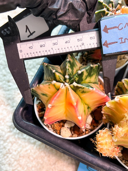 Gymnocalycium Mihanovichii (g2) (b1) | Variegated Cactus