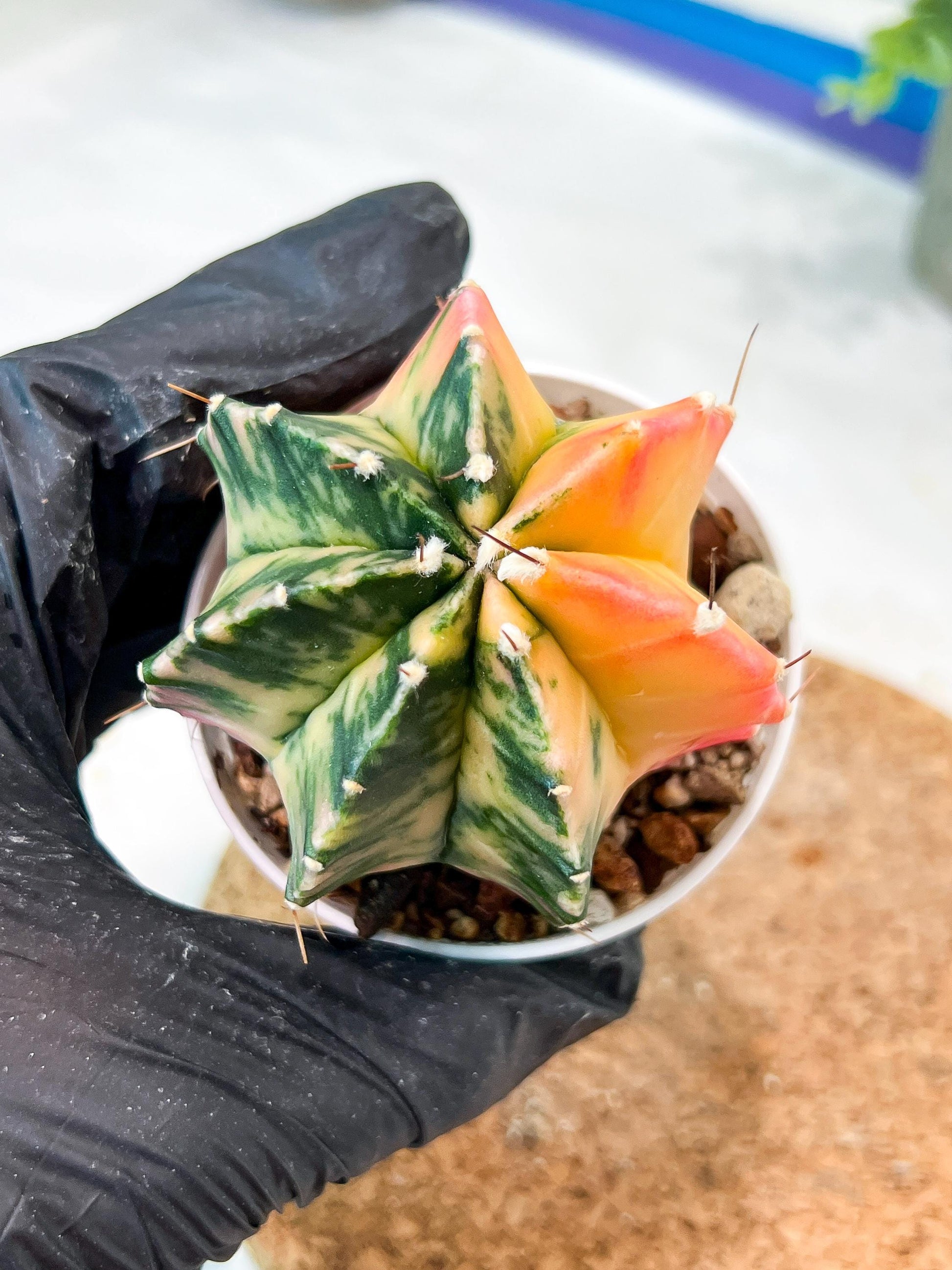 Gymnocalycium Mihanovichii (g2) (b1) | Variegated Cactus