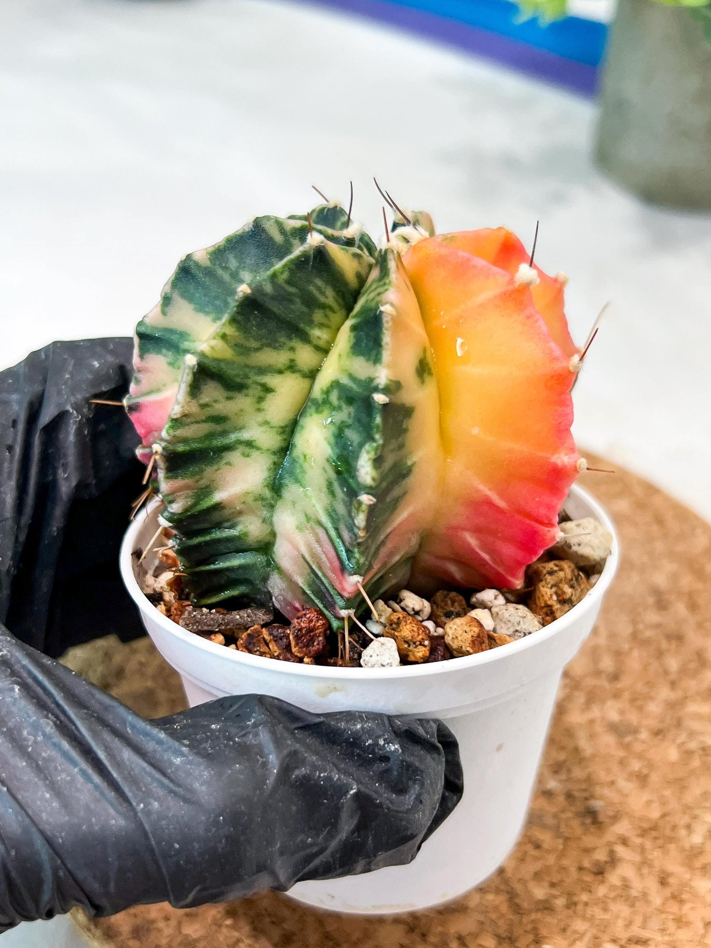 Gymnocalycium Mihanovichii (g2) (b1) | Variegated Cactus