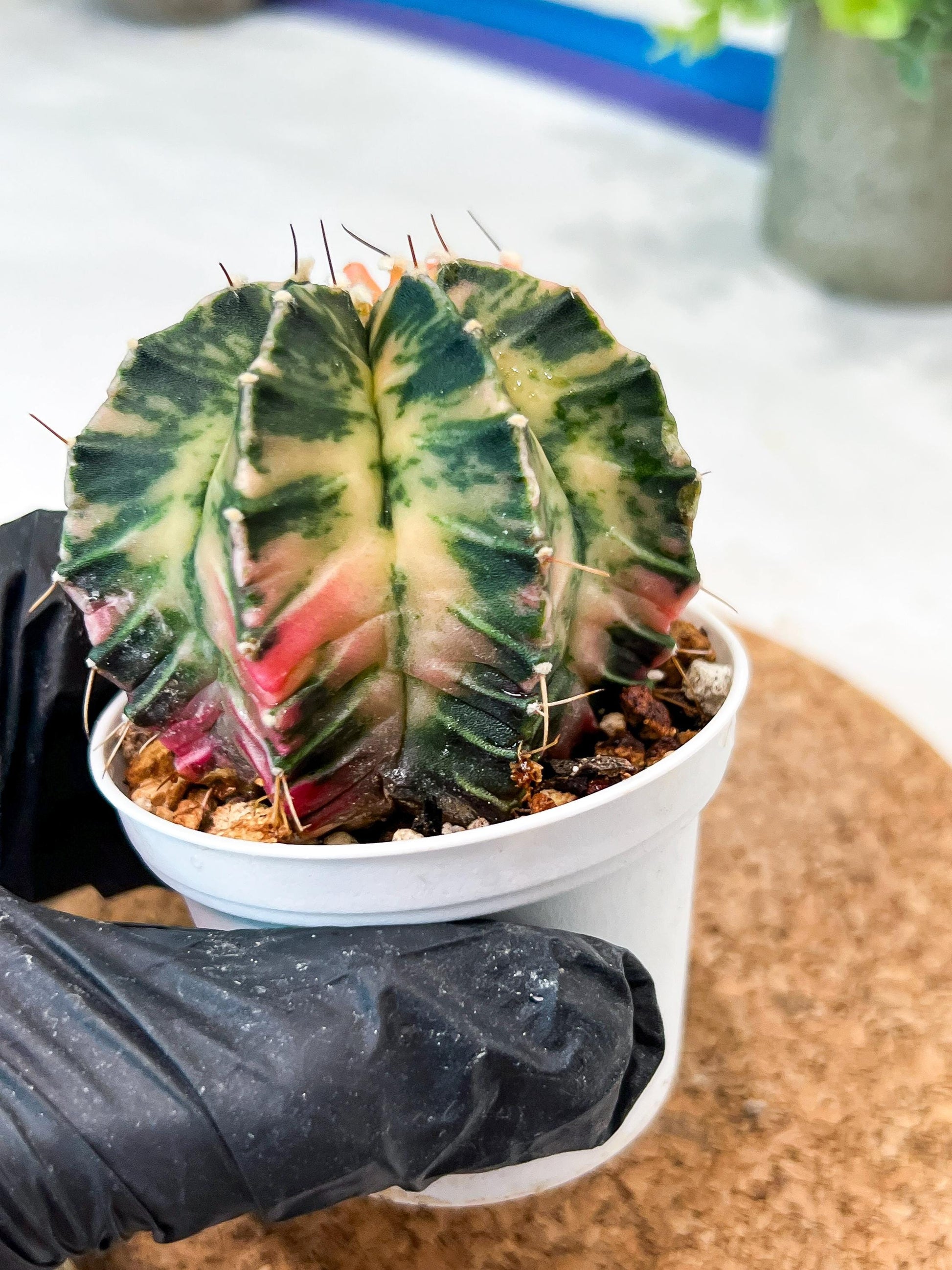 Gymnocalycium Mihanovichii (g2) (b1) | Variegated Cactus