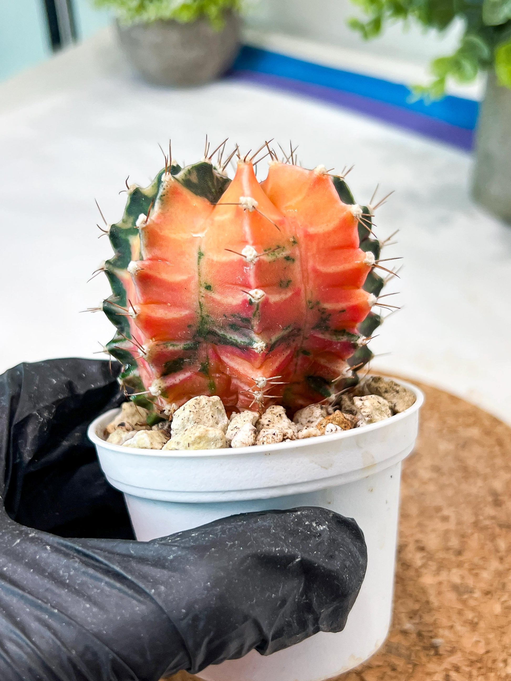 Gymnocalycium Mihanovichii (g2) (b2) | Variegated Cactus