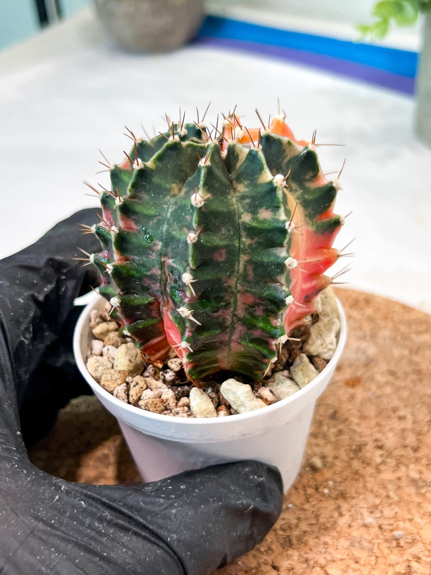 Gymnocalycium Mihanovichii (g2) (b2) | Variegated Cactus