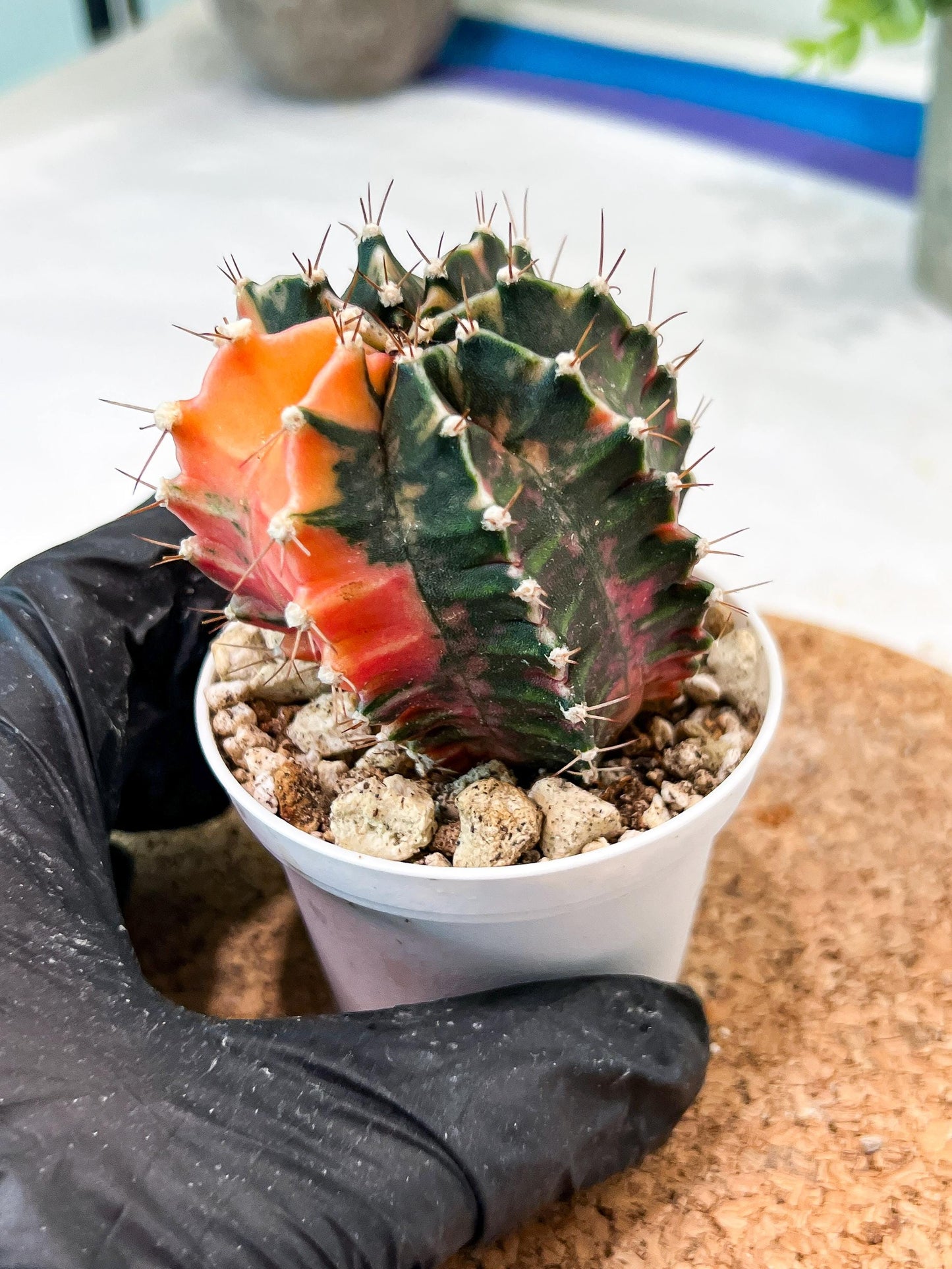 Gymnocalycium Mihanovichii (g2) (b2) | Variegated Cactus