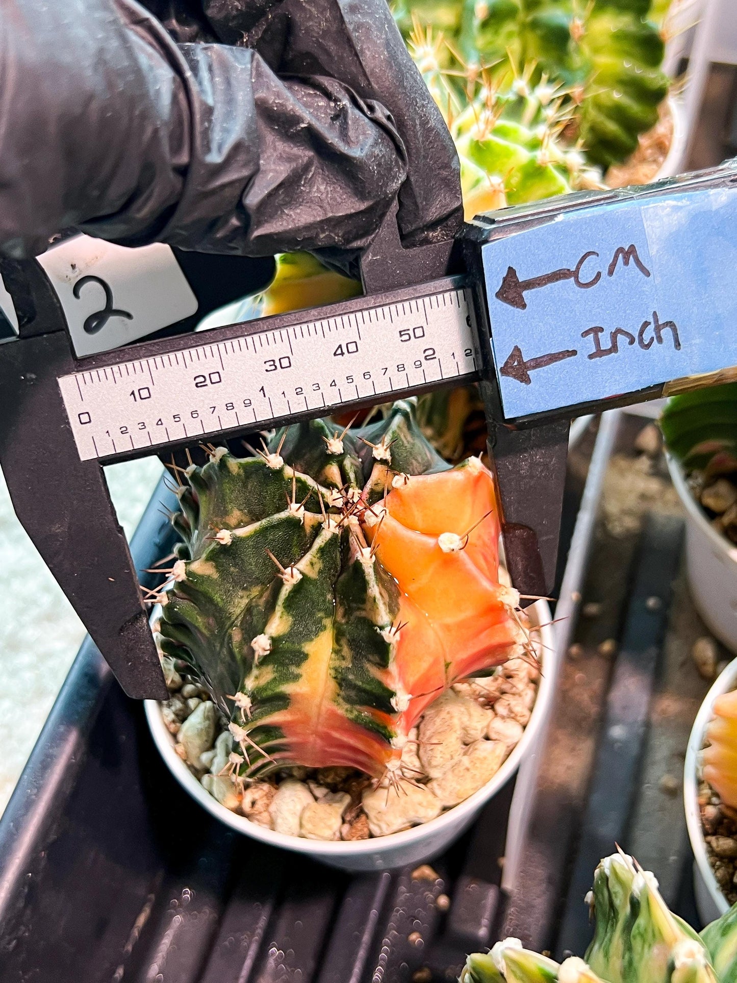 Gymnocalycium Mihanovichii (g2) (b2) | Variegated Cactus