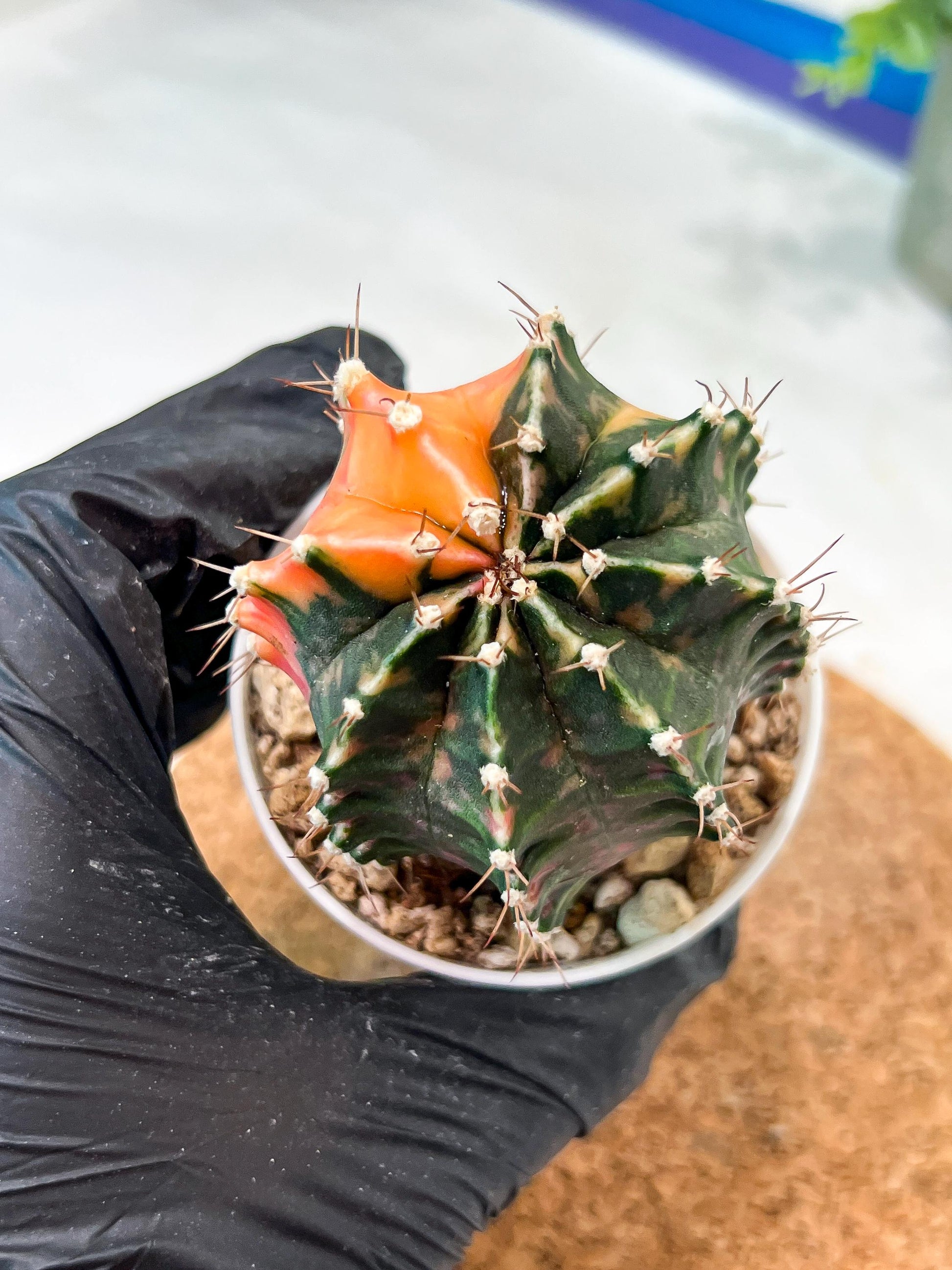 Gymnocalycium Mihanovichii (g2) (b2) | Variegated Cactus
