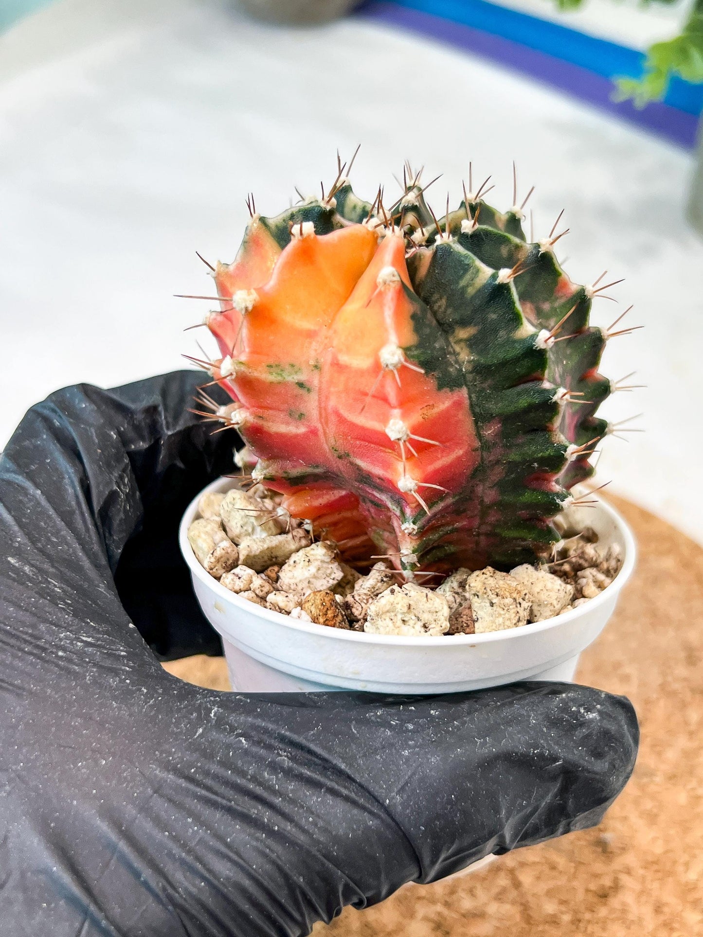 Gymnocalycium Mihanovichii (g2) (b2) | Variegated Cactus