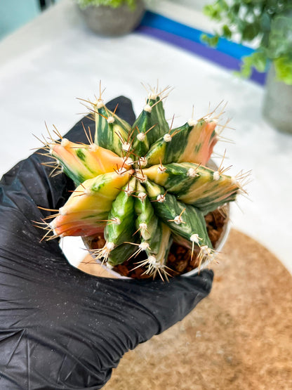 Gymnocalycium Mihanovichii (g2) (b3) | Variegated Cactus