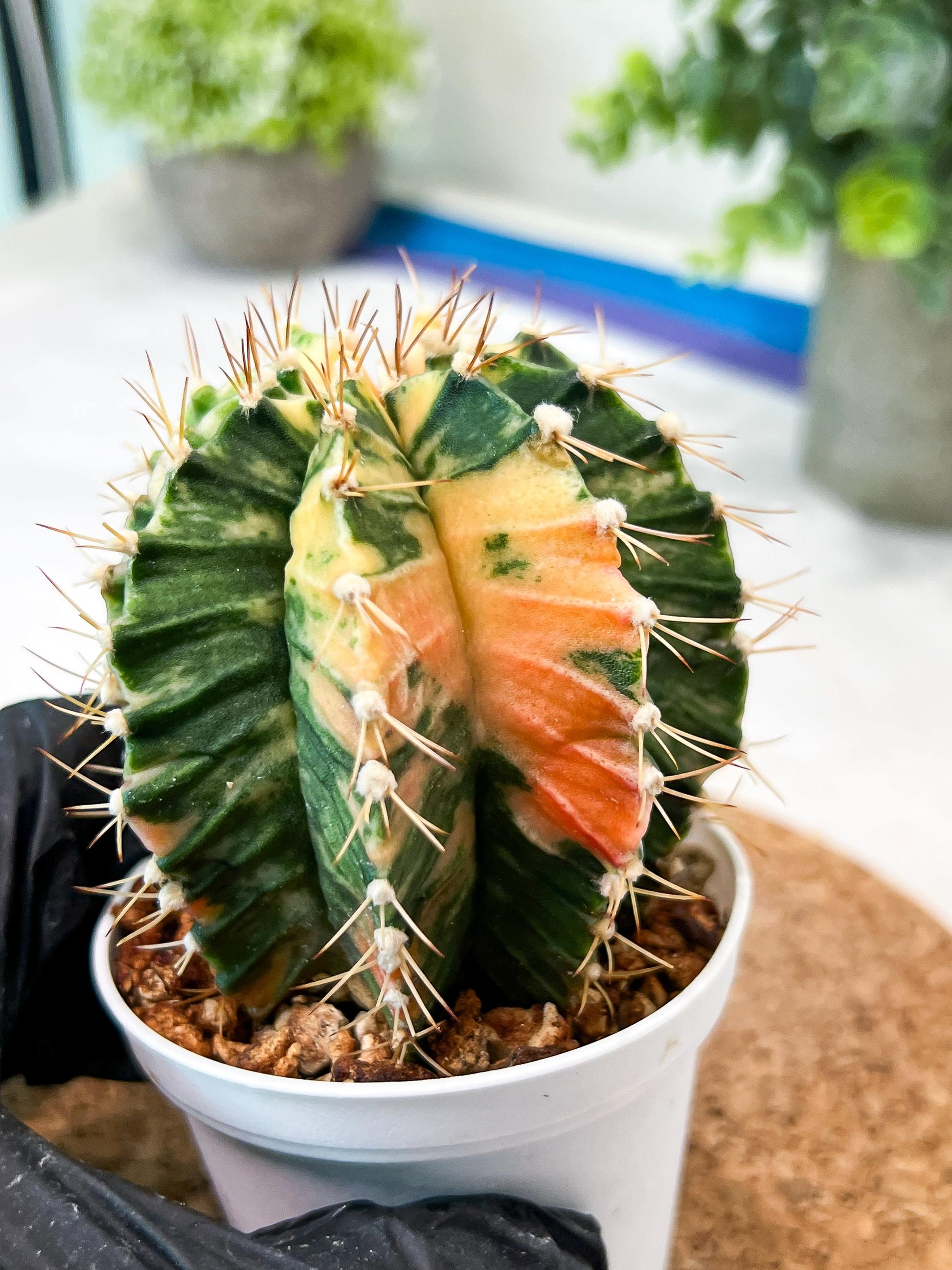 Gymnocalycium Mihanovichii (g2) (b3) | Variegated Cactus