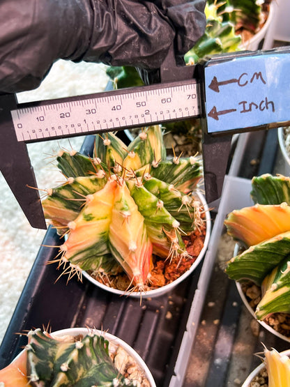 Gymnocalycium Mihanovichii (g2) (b3) | Variegated Cactus