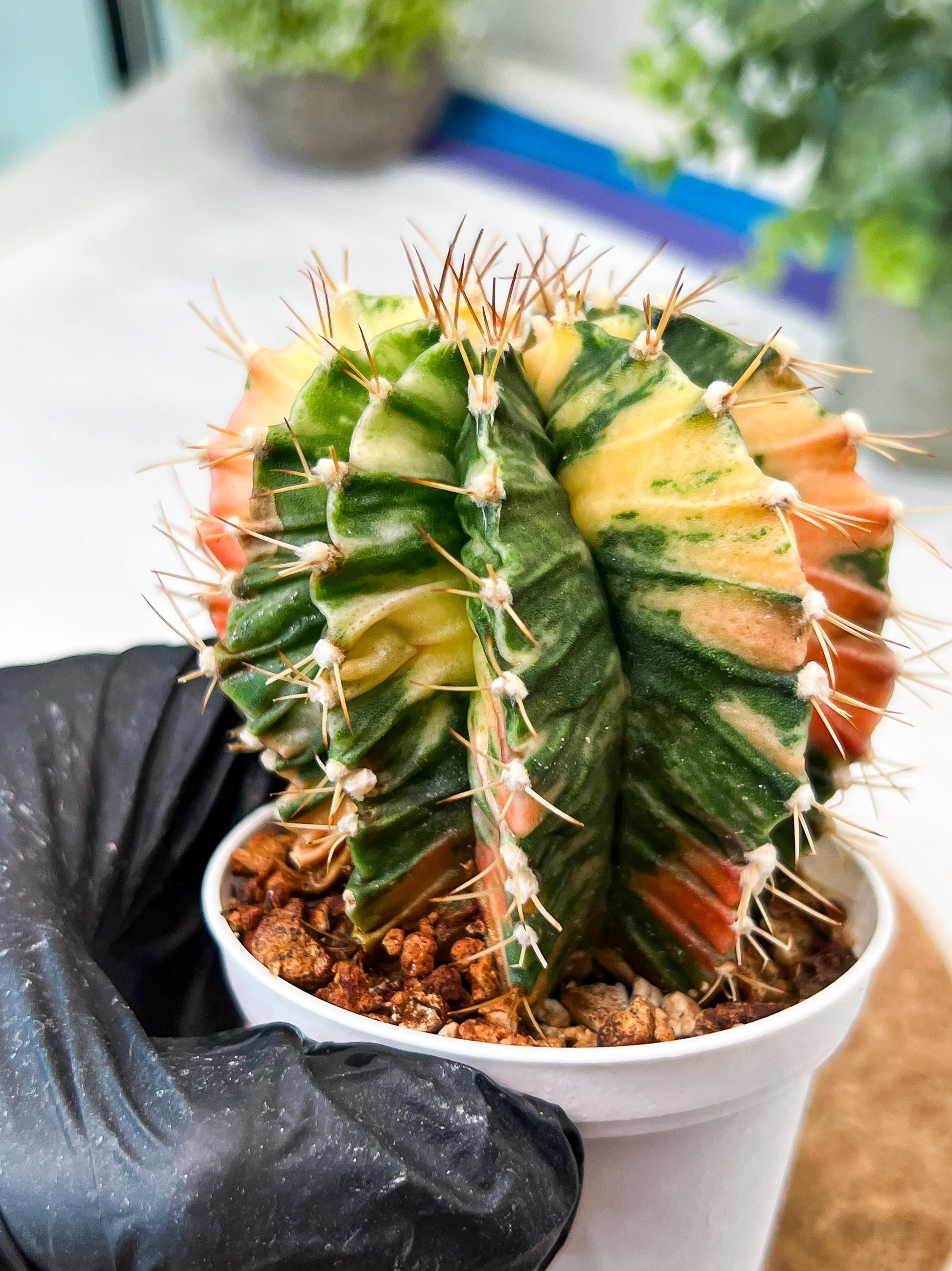 Gymnocalycium Mihanovichii (g2) (b3) | Variegated Cactus