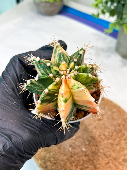 Gymnocalycium Mihanovichii (g2) (b3) | Variegated Cactus