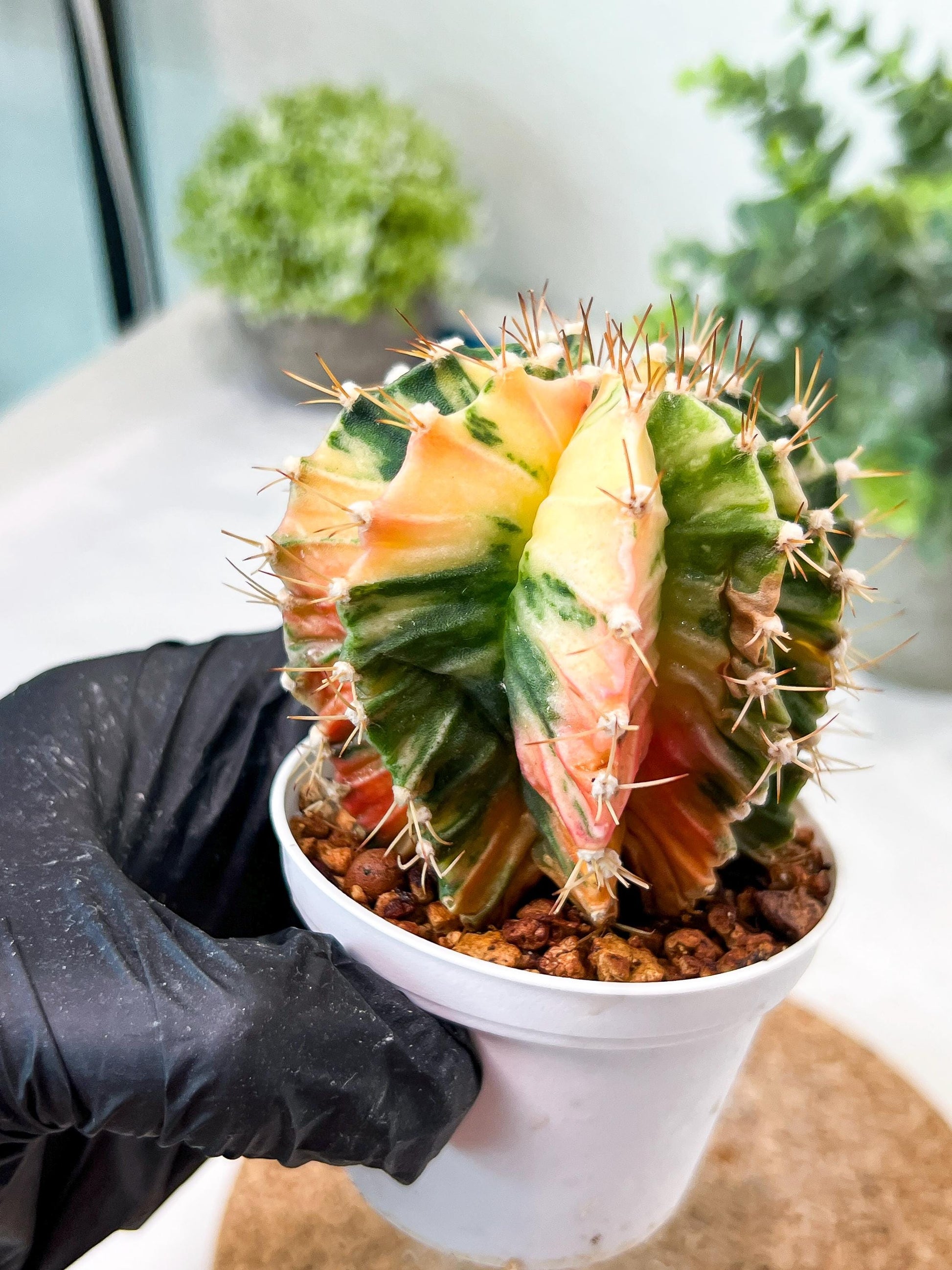 Gymnocalycium Mihanovichii (g2) (b3) | Variegated Cactus