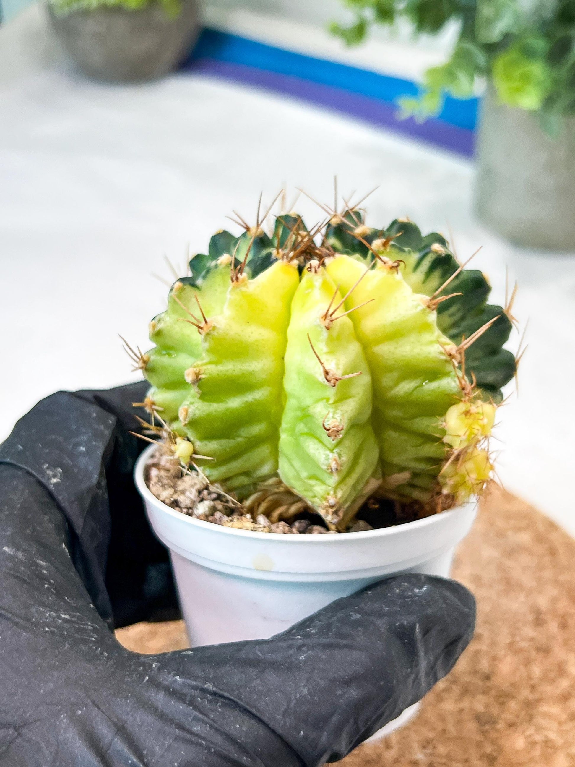 Gymnocalycium Mihanovichii (g2) (b4) | Variegated Cactus
