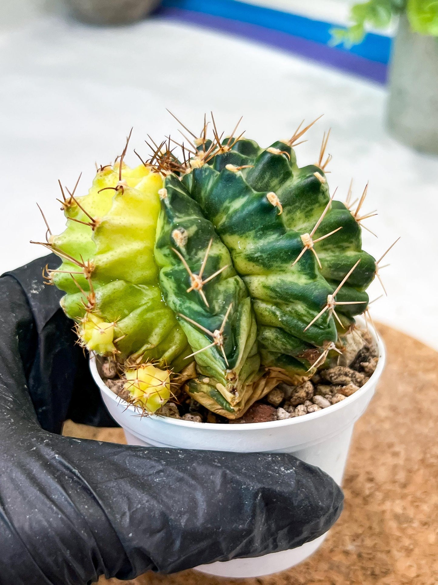 Gymnocalycium Mihanovichii (g2) (b4) | Variegated Cactus