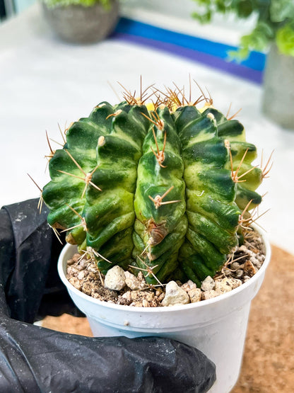 Gymnocalycium Mihanovichii (g2) (b4) | Variegated Cactus