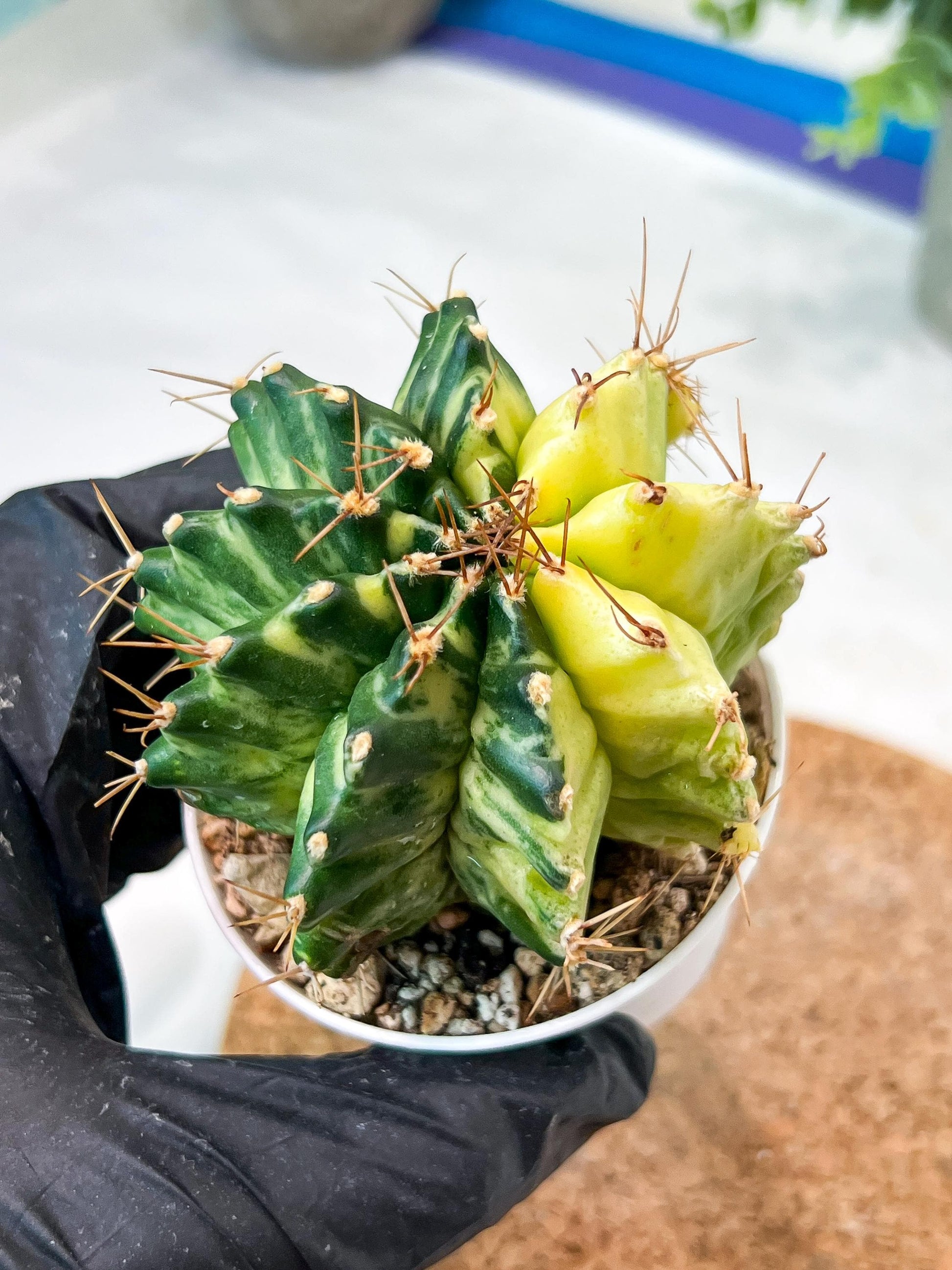 Gymnocalycium Mihanovichii (g2) (b4) | Variegated Cactus