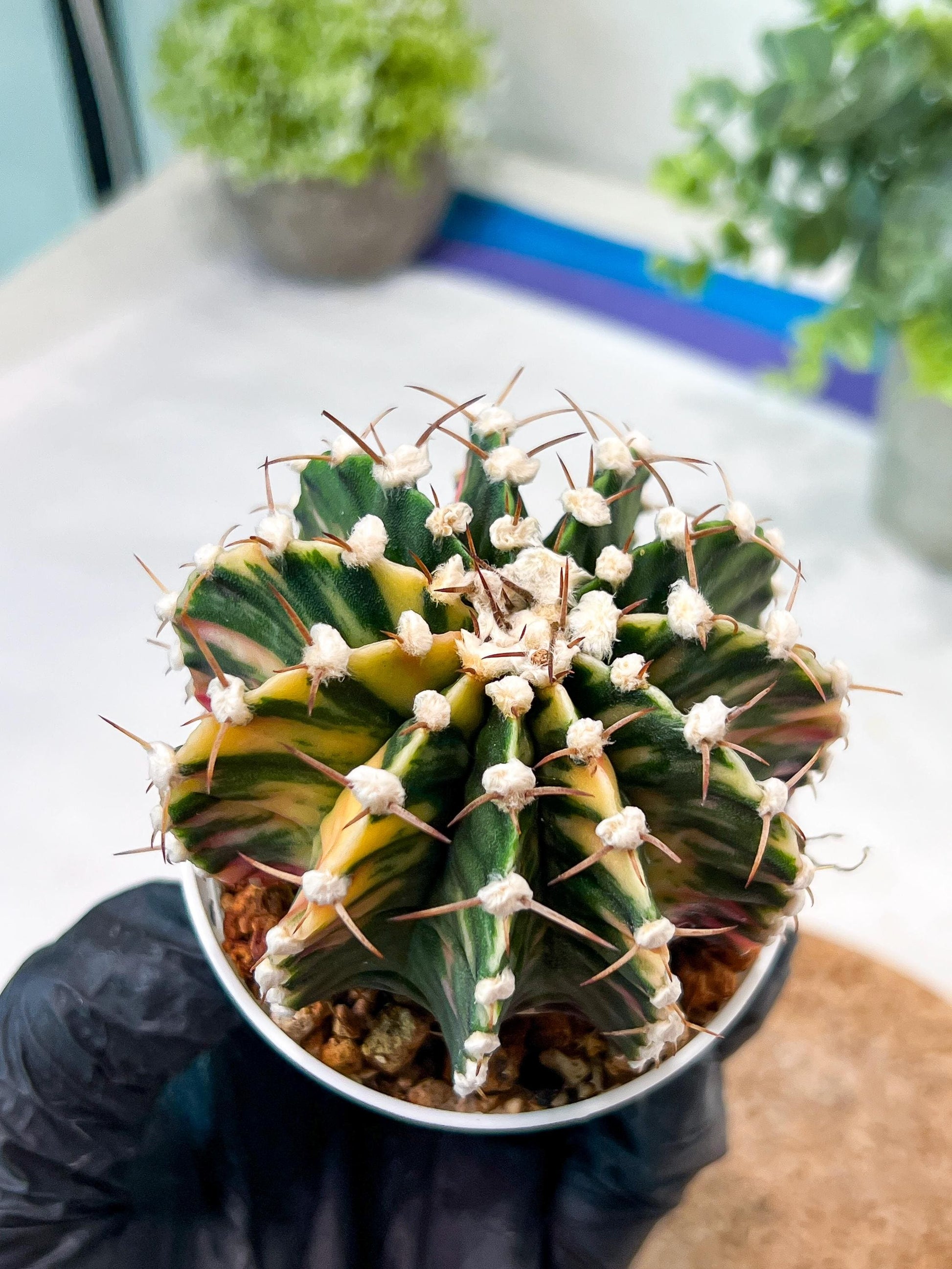 Gymnocalycium Mihanovichii (g2) (b5) | Variegated Cactus