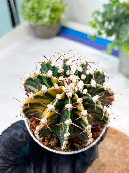 Gymnocalycium Mihanovichii (g2) (b5) | Variegated Cactus