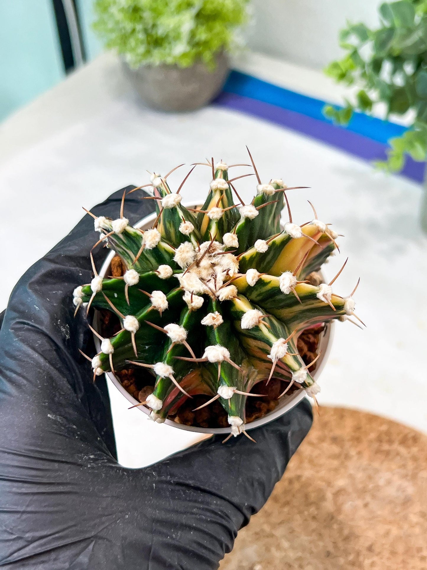 Gymnocalycium Mihanovichii (g2) (b5) | Variegated Cactus