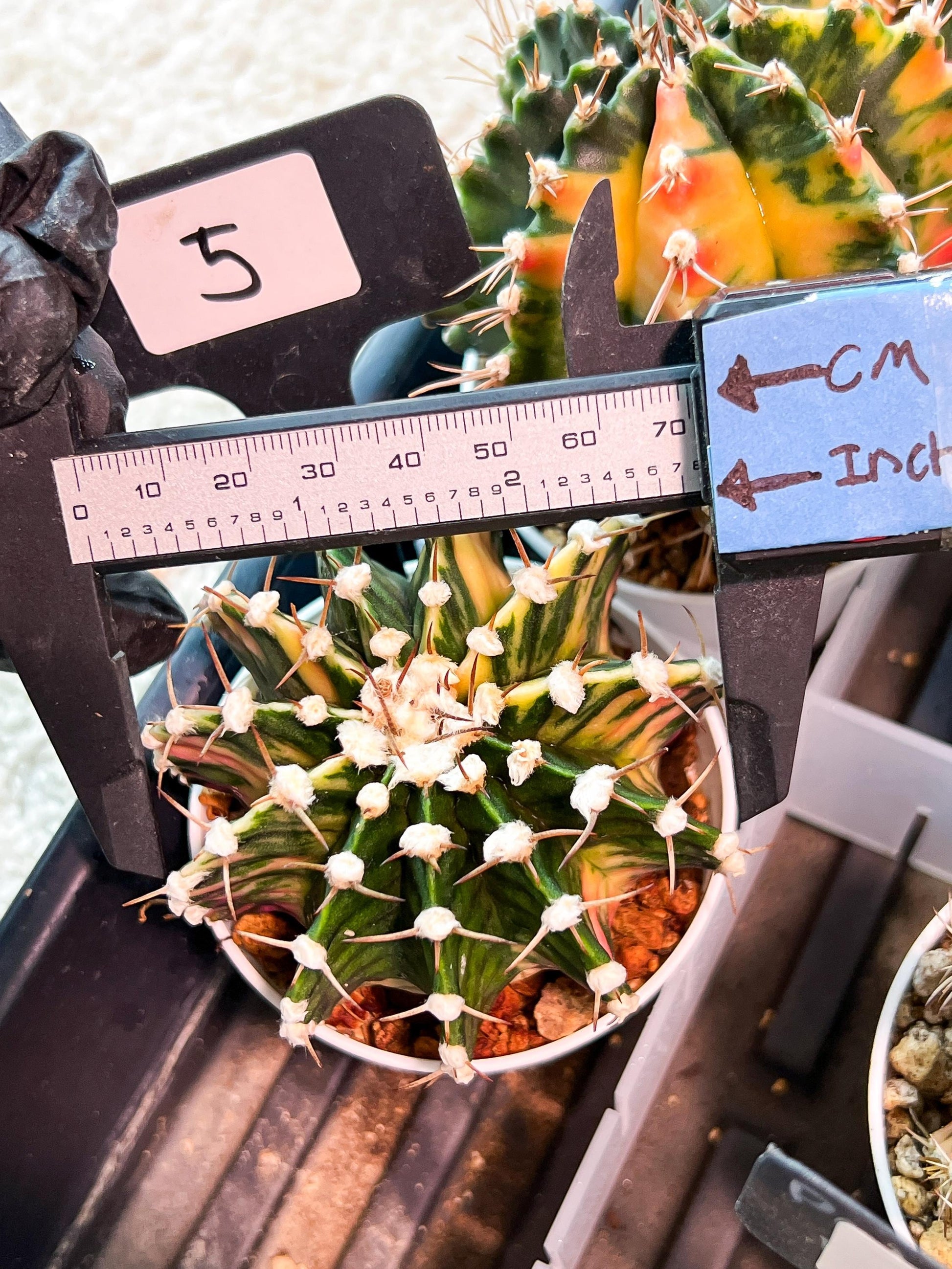 Gymnocalycium Mihanovichii (g2) (b5) | Variegated Cactus