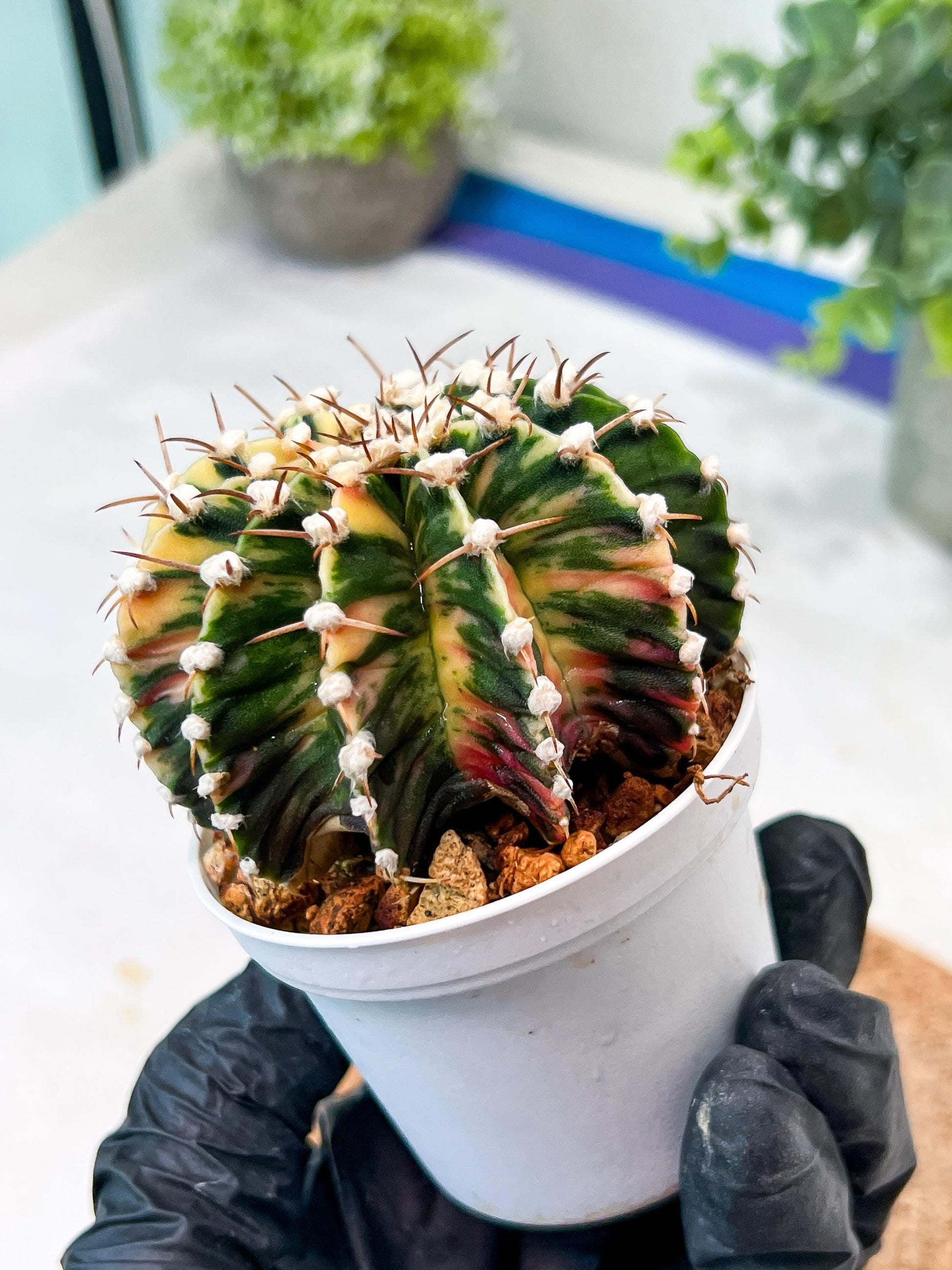 Gymnocalycium Mihanovichii (g2) (b5) | Variegated Cactus