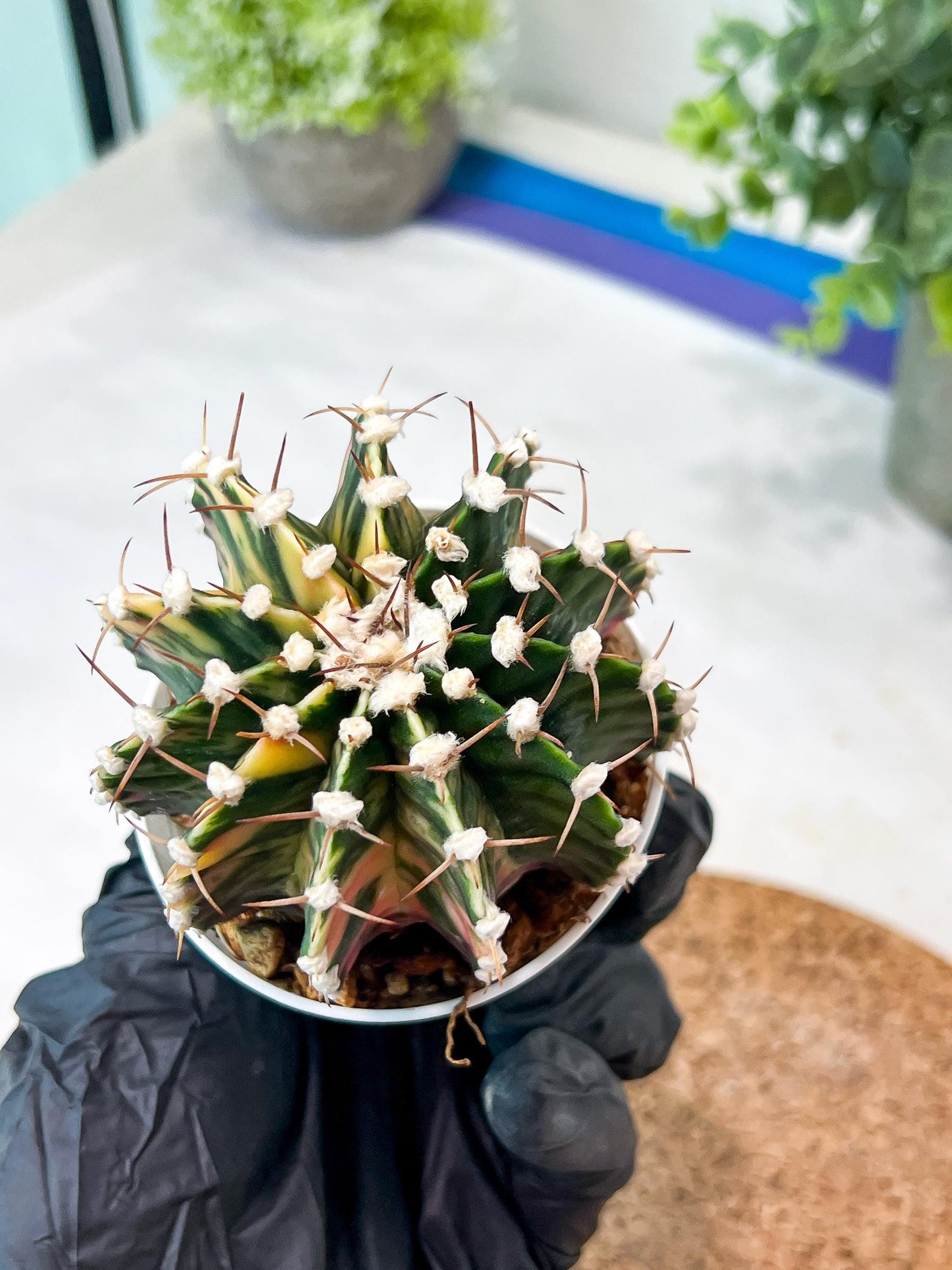 Gymnocalycium Mihanovichii (g2) (b5) | Variegated Cactus