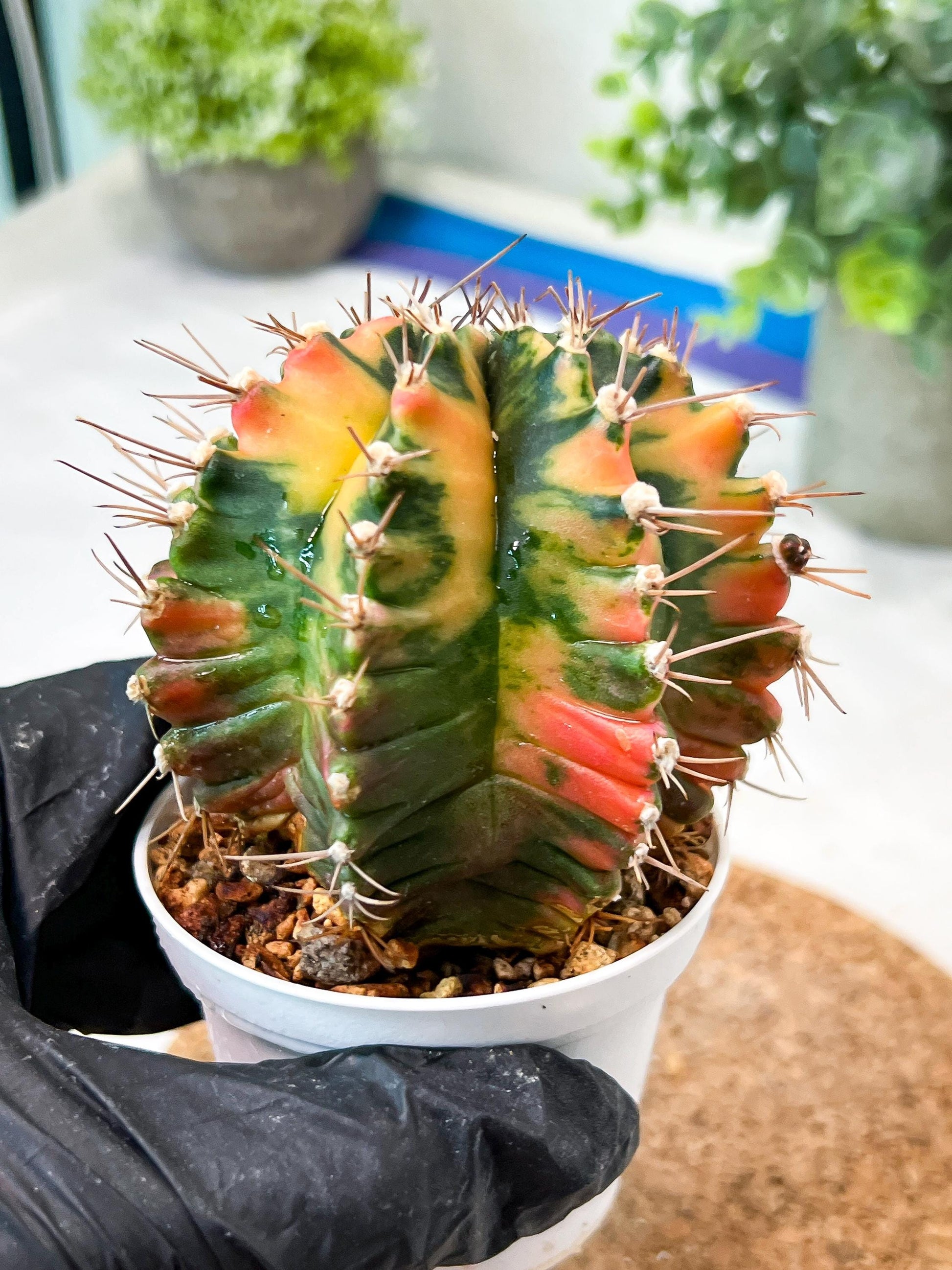 Gymnocalycium Mihanovichii (g2) (b6) | Variegated Cactus