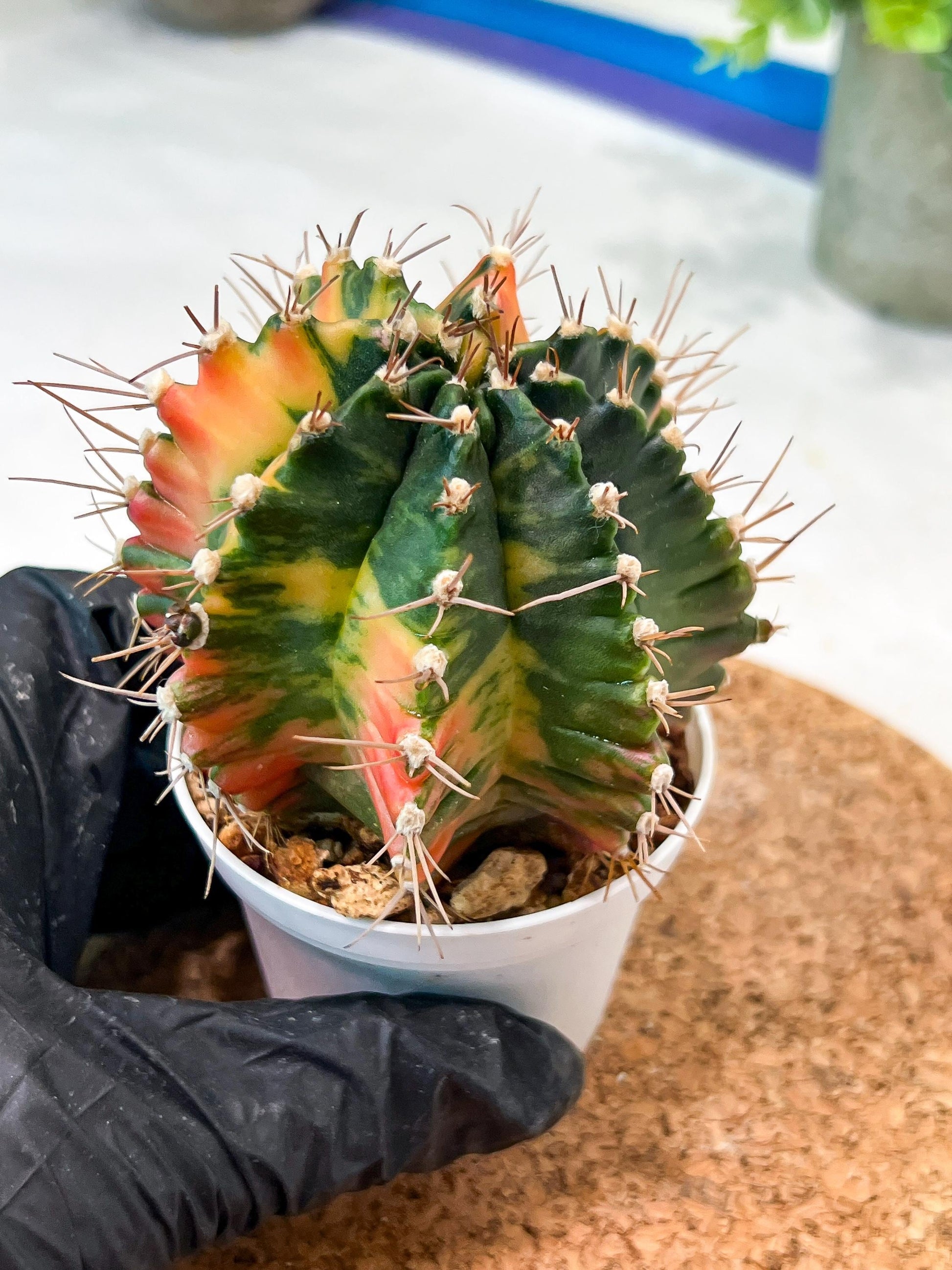 Gymnocalycium Mihanovichii (g2) (b6) | Variegated Cactus