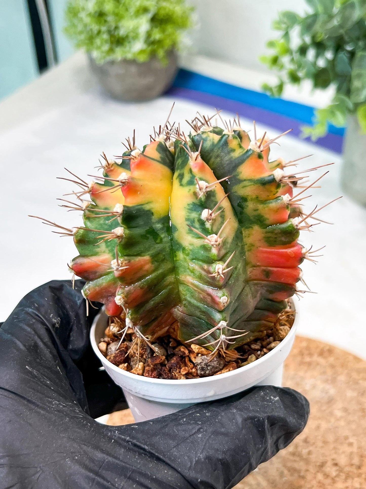 Gymnocalycium Mihanovichii (g2) (b6) | Variegated Cactus