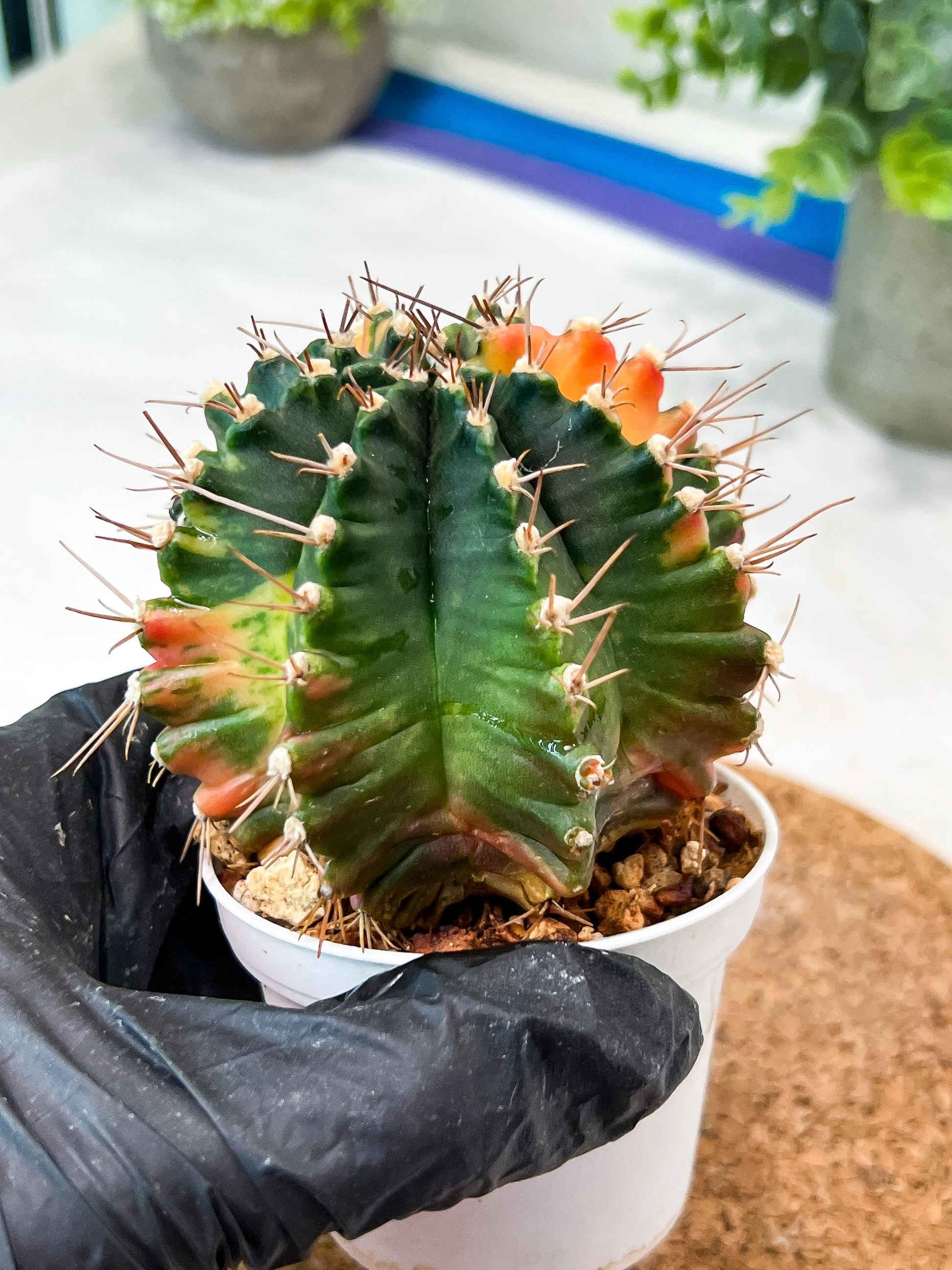 Gymnocalycium Mihanovichii (g2) (b6) | Variegated Cactus