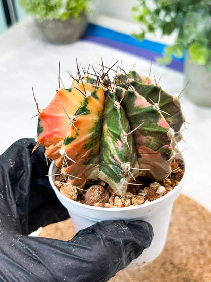 Gymnocalycium Mihanovichii (g2) (b7) | Variegated Cactus
