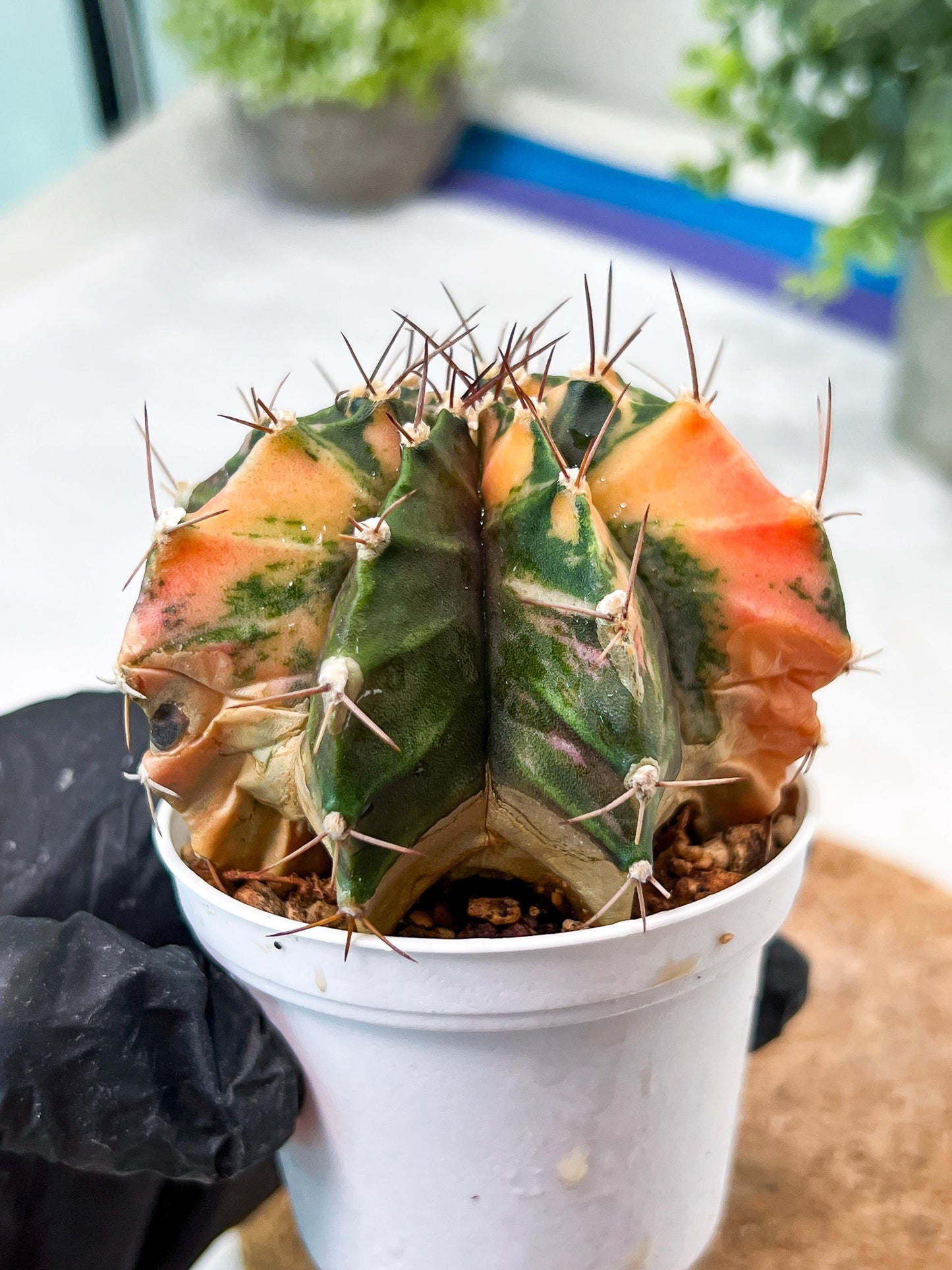 Gymnocalycium Mihanovichii (g2) (b7) | Variegated Cactus