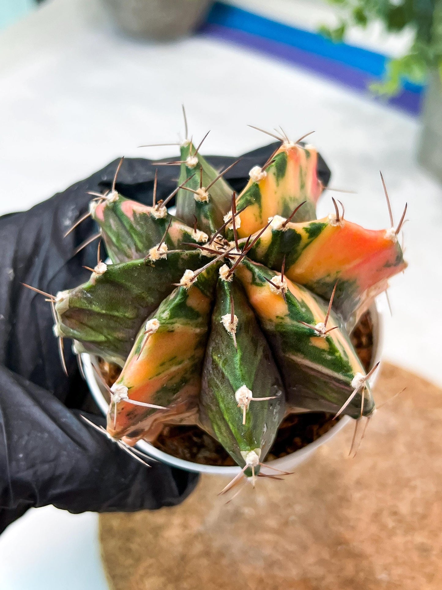 Gymnocalycium Mihanovichii (g2) (b7) | Variegated Cactus