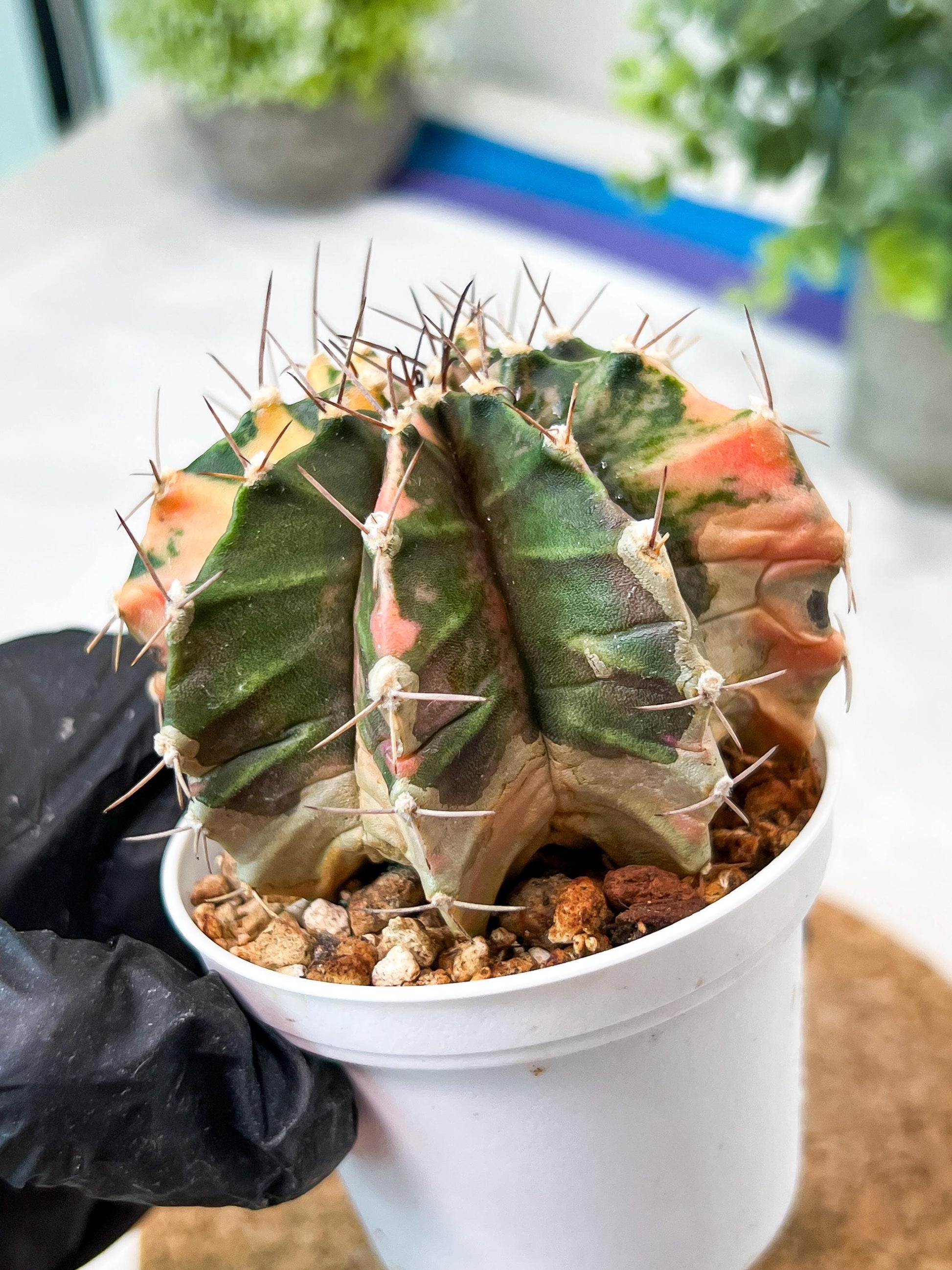 Gymnocalycium Mihanovichii (g2) (b7) | Variegated Cactus