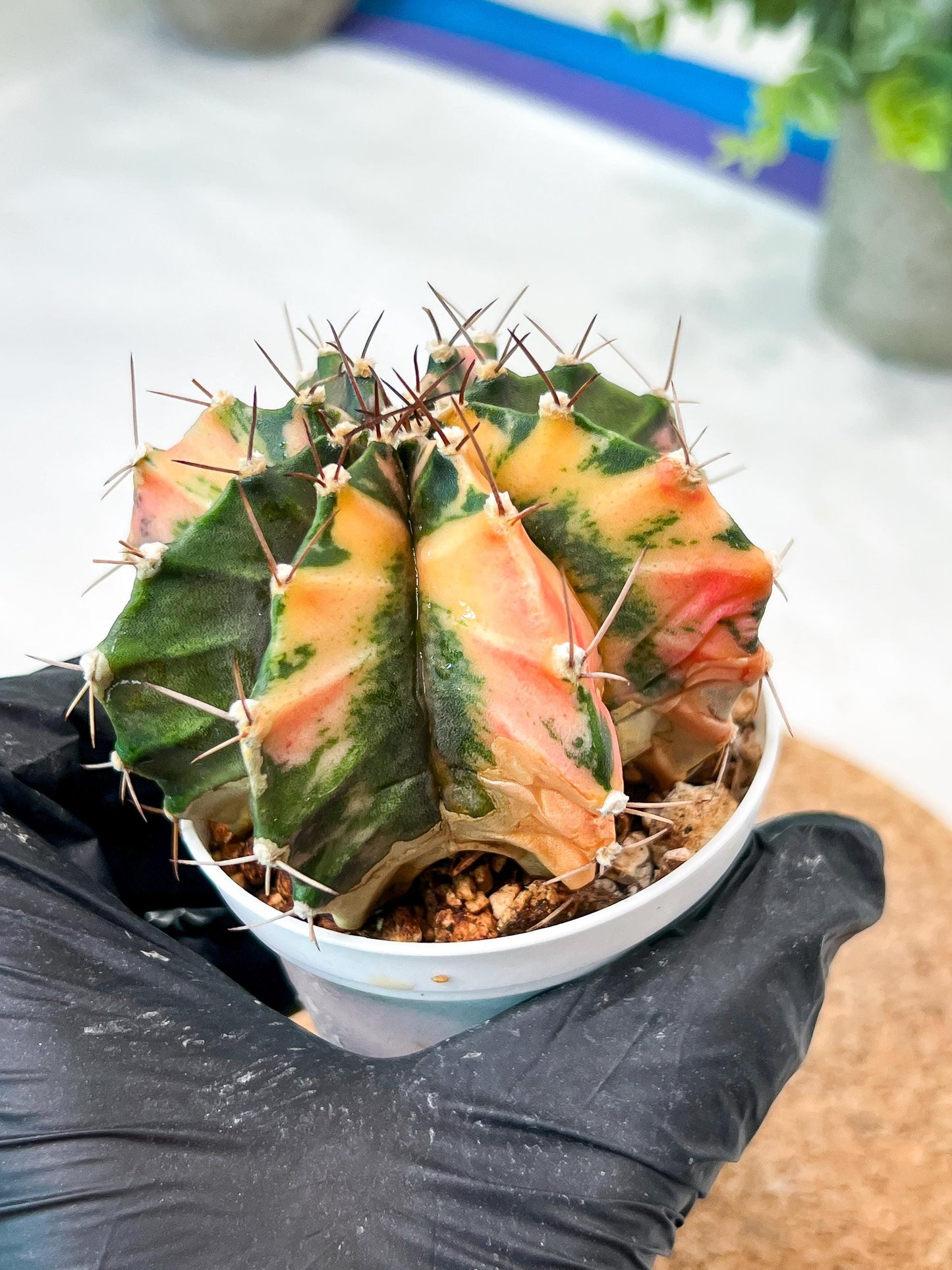 Gymnocalycium Mihanovichii (g2) (b7) | Variegated Cactus