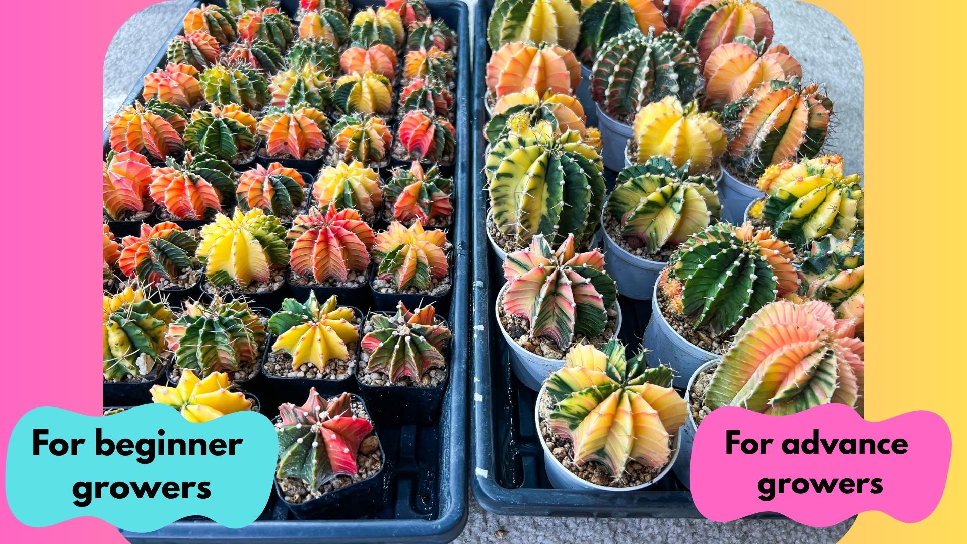 Gymnocalycium Mihanovichii (#10) | 2pcs Bundle in 2 Inch Pot