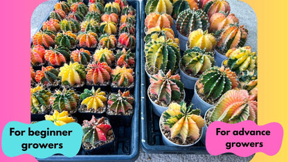 Gymnocalycium Mihanovichii (p) (#9) | 2pcs Bundle in 2 Inch Pot