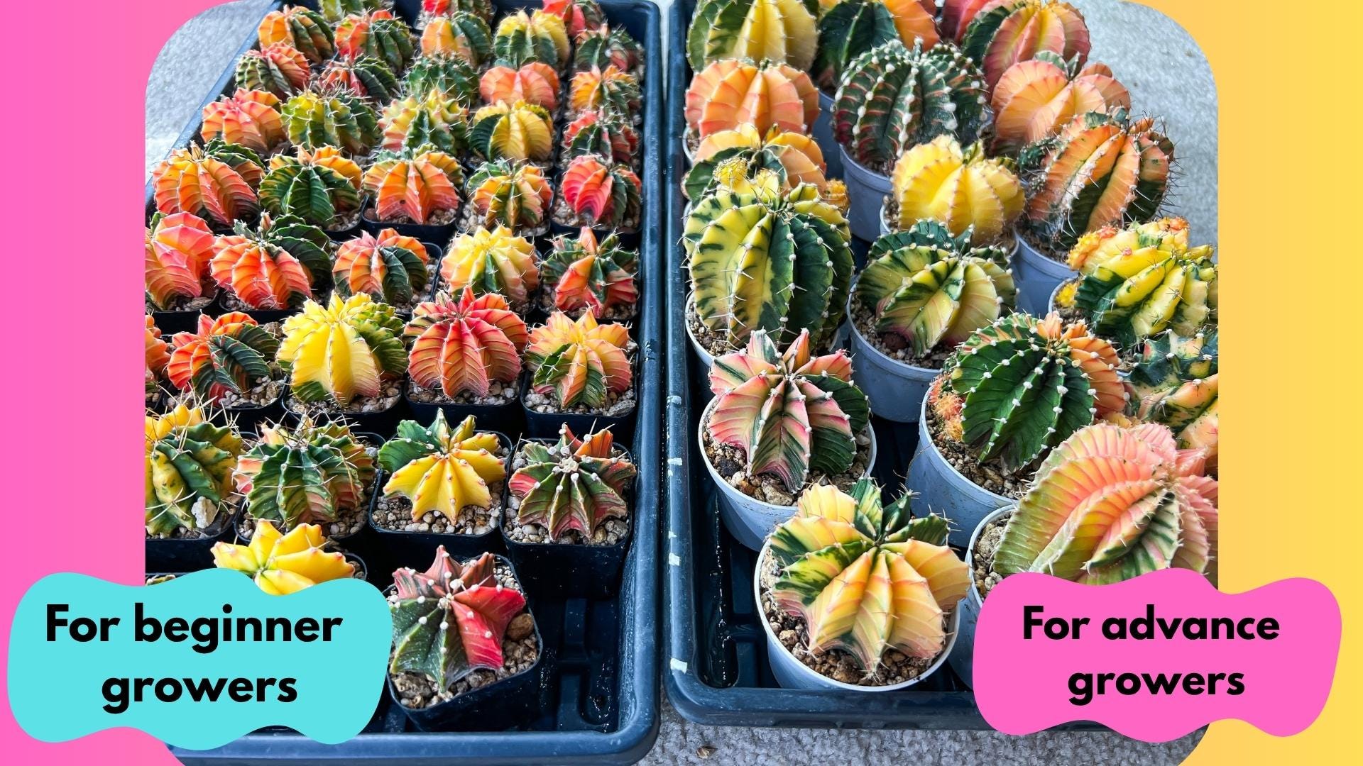 Gymnocalycium Mihanovichii (p) (#6) | 2pcs Bundle in 2 Inch Pot