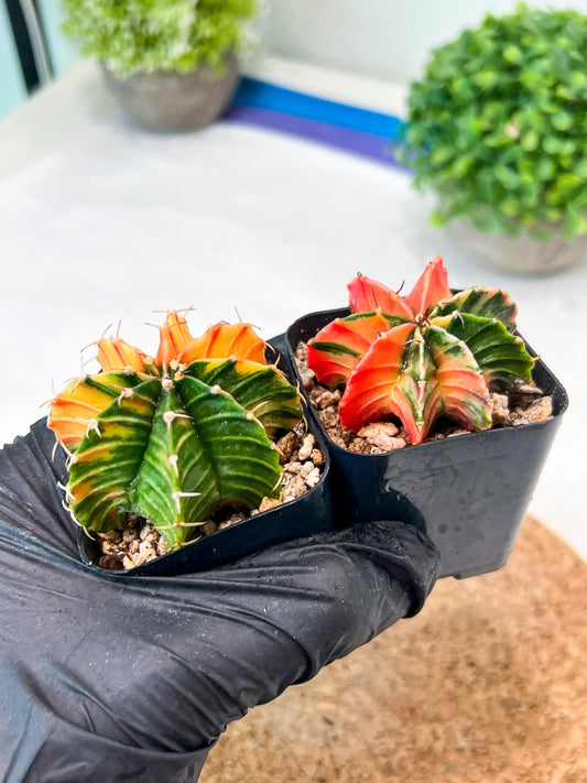 Gymnocalycium Mihanovichii (g) (#1) | 2pcs Bundle in 2 Inch Pot