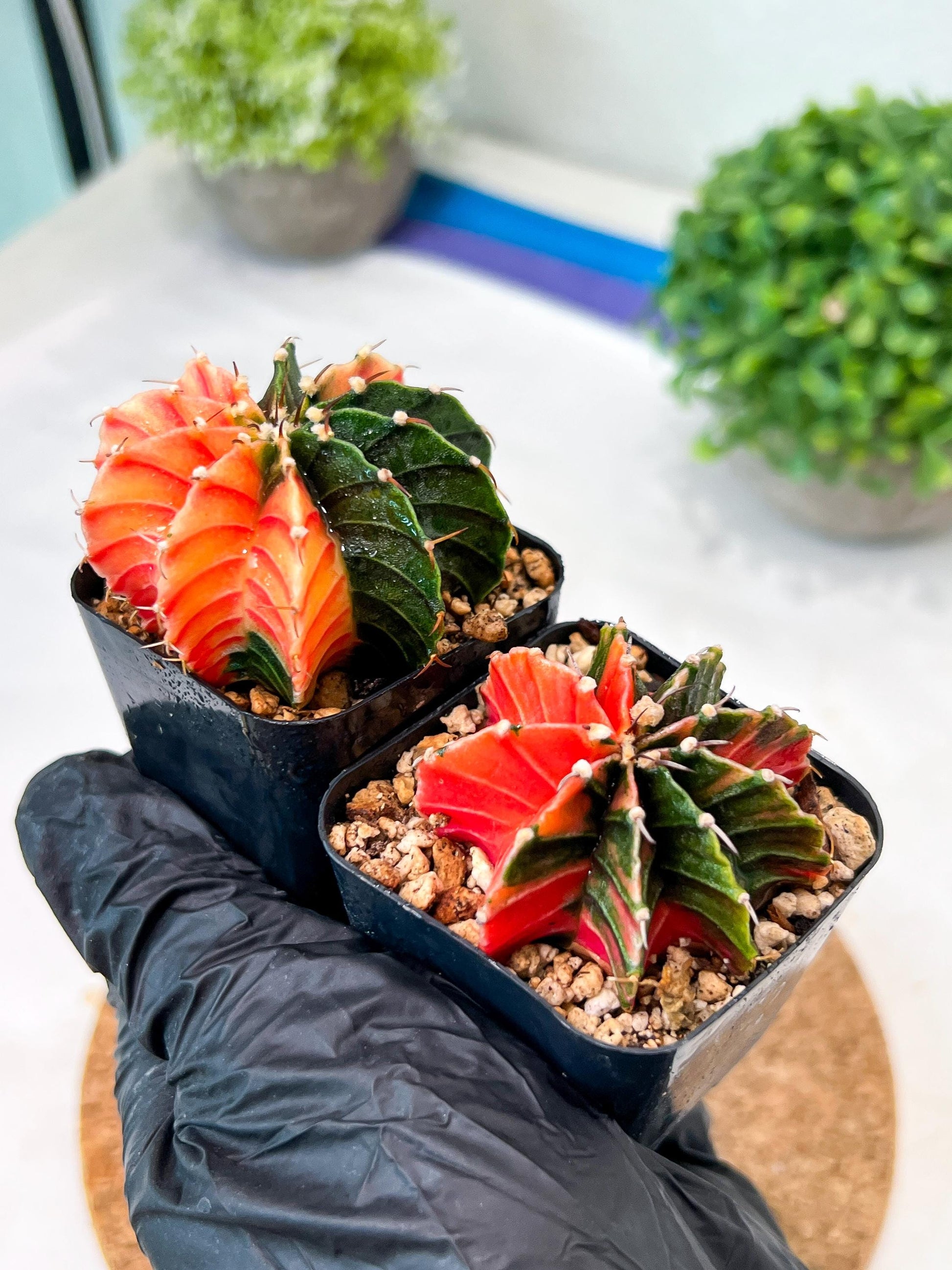 Gymnocalycium Mihanovichii (g) (#2) | 2pcs Bundle in 2 Inch Pot