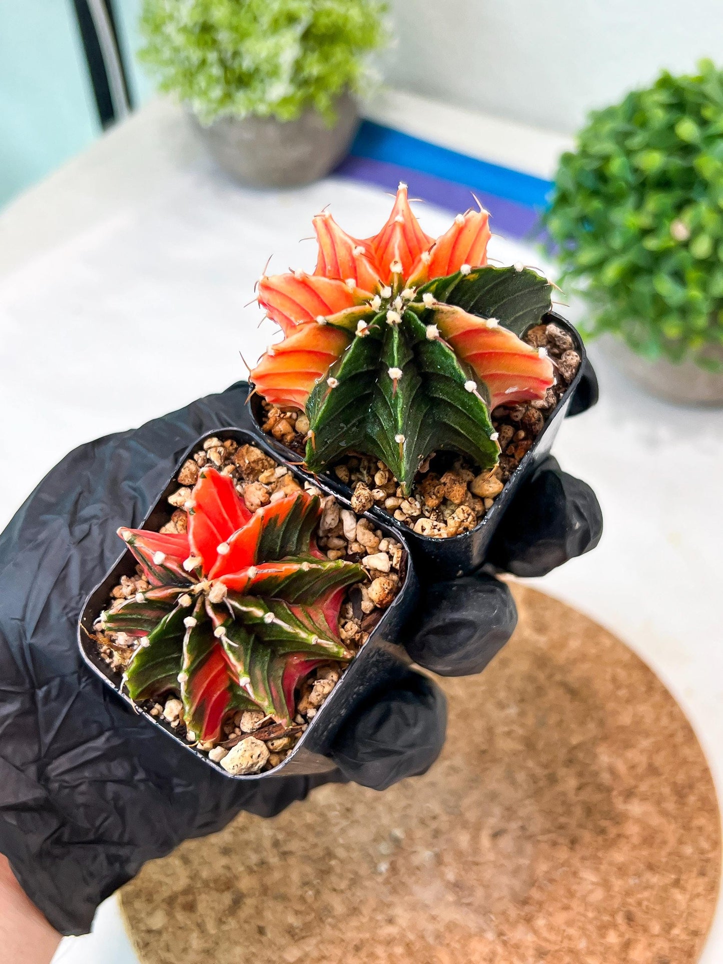 Gymnocalycium Mihanovichii (g) (#2) | 2pcs Bundle in 2 Inch Pot