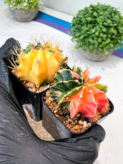 Gymnocalycium Mihanovichii (g) (#3) | 2pcs Bundle in 2 Inch Pot