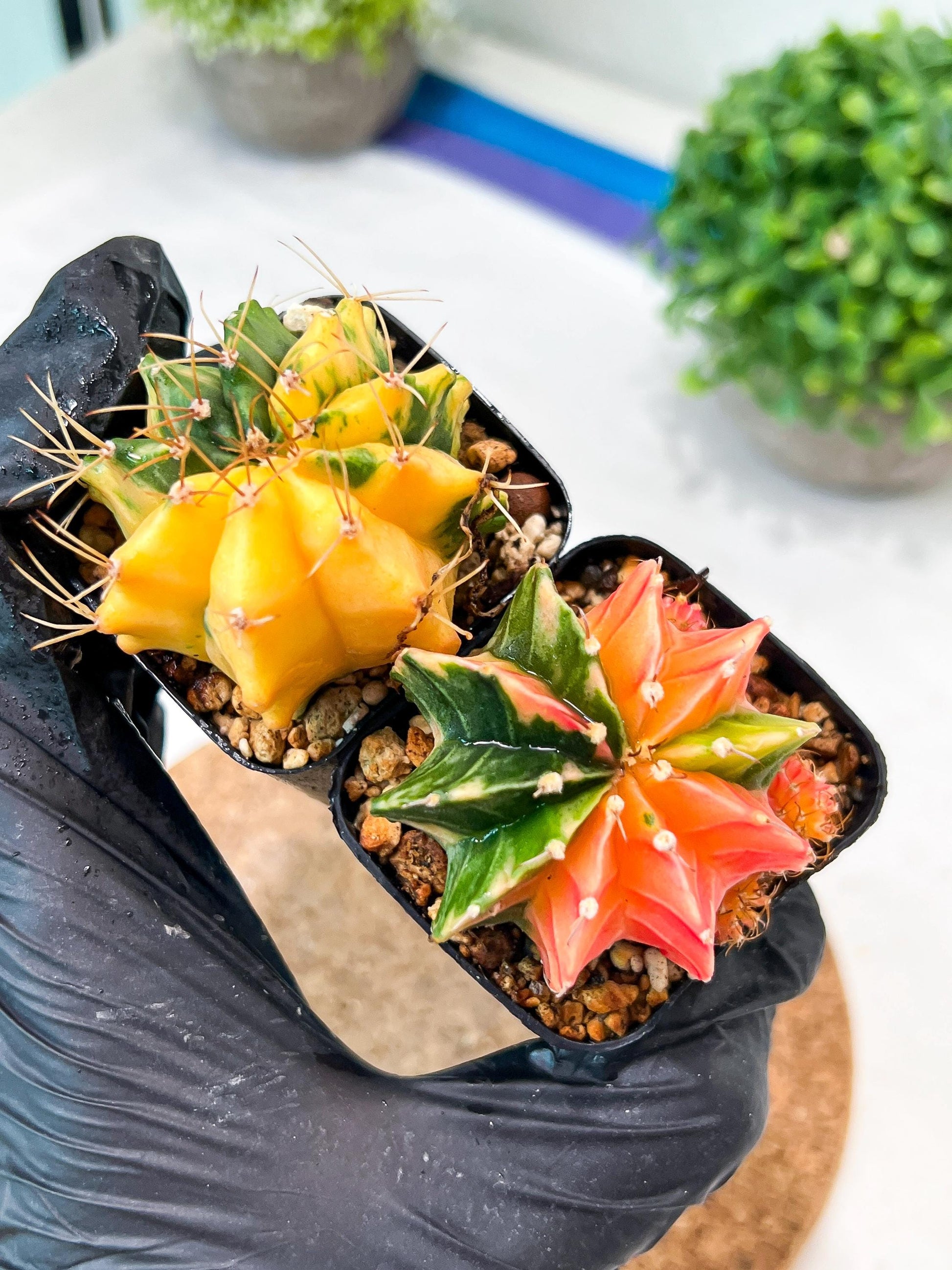 Gymnocalycium Mihanovichii (g) (#3) | 2pcs Bundle in 2 Inch Pot