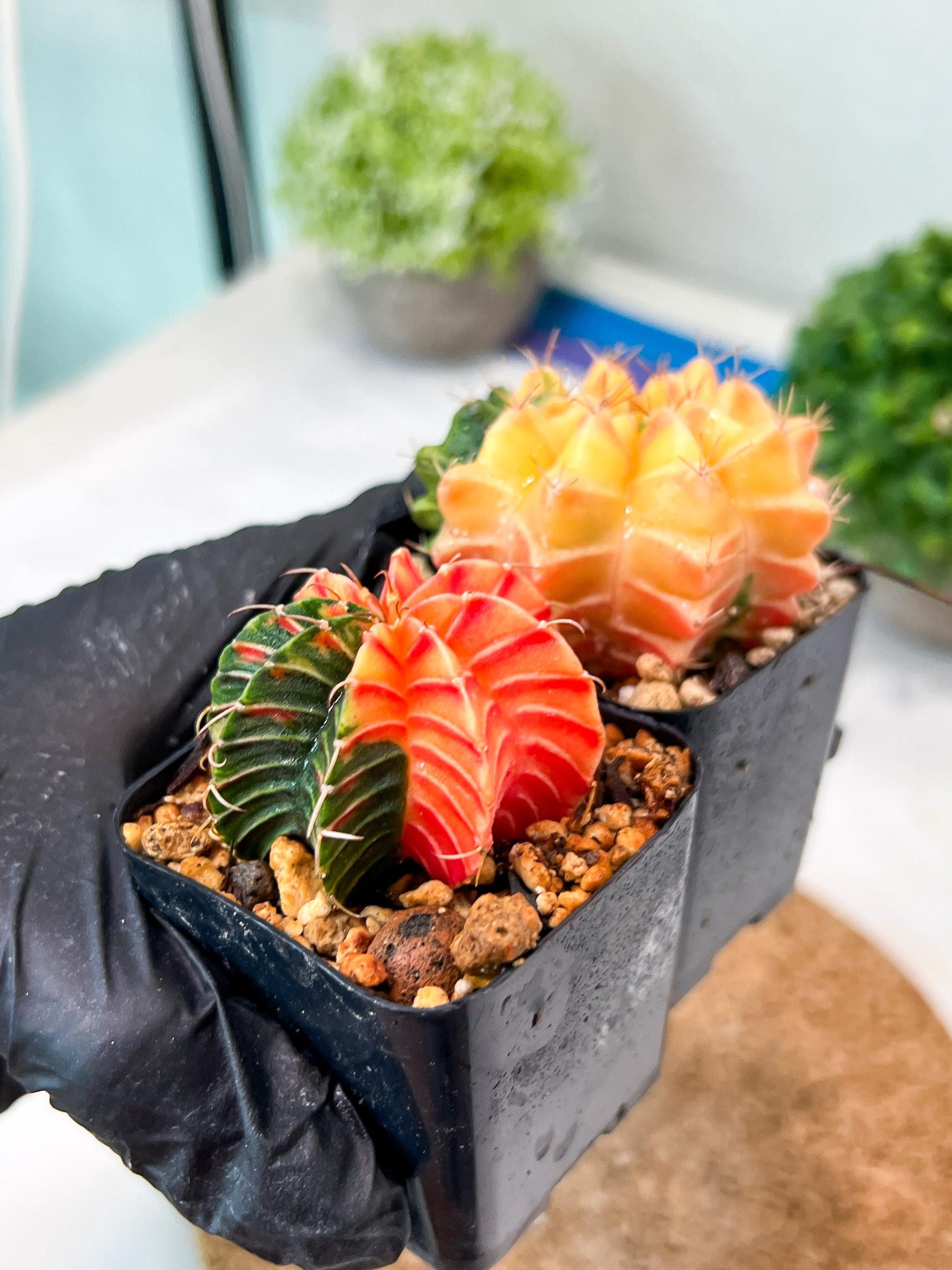 Gymnocalycium Mihanovichii (g) (#4) | 2pcs Bundle in 2 Inch Pot