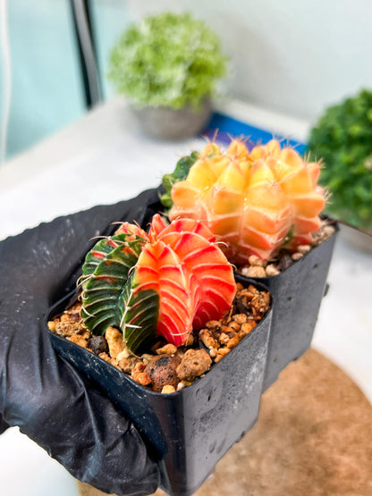 Gymnocalycium Mihanovichii (g) (#4) | 2pcs Bundle in 2 Inch Pot