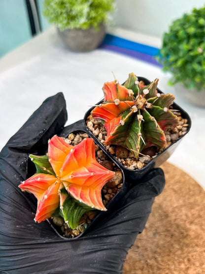 Gymnocalycium Mihanovichii (g) (#5) | 2pcs Bundle in 2 Inch Pot