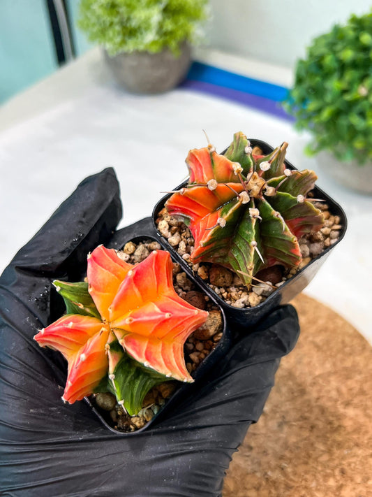 Gymnocalycium Mihanovichii (g) (#5) | 2pcs Bundle in 2 Inch Pot