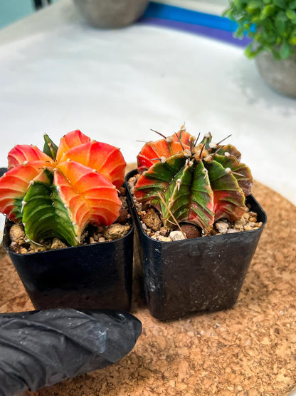 Gymnocalycium Mihanovichii (g) (#5) | 2pcs Bundle in 2 Inch Pot