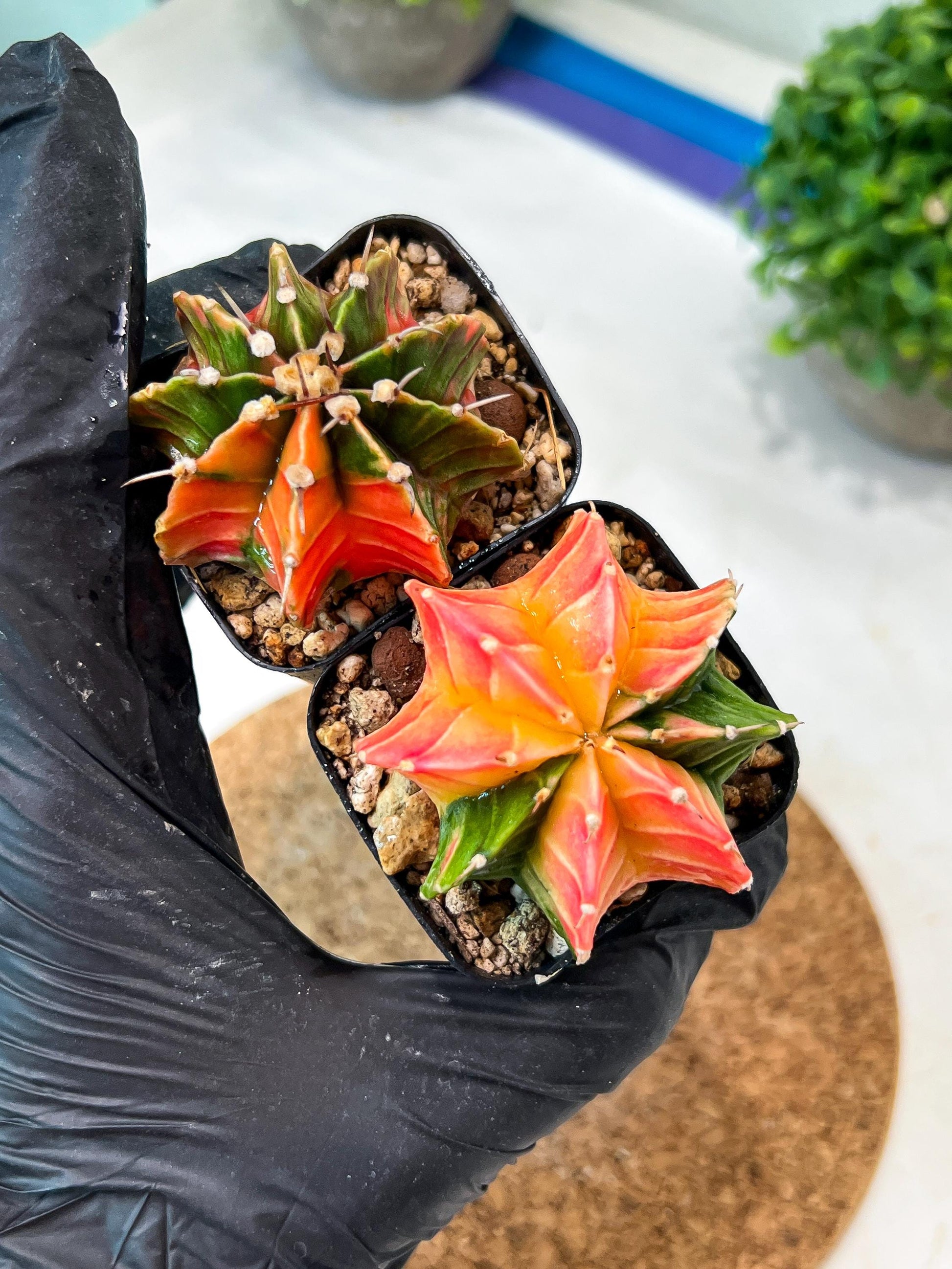 Gymnocalycium Mihanovichii (g) (#5) | 2pcs Bundle in 2 Inch Pot